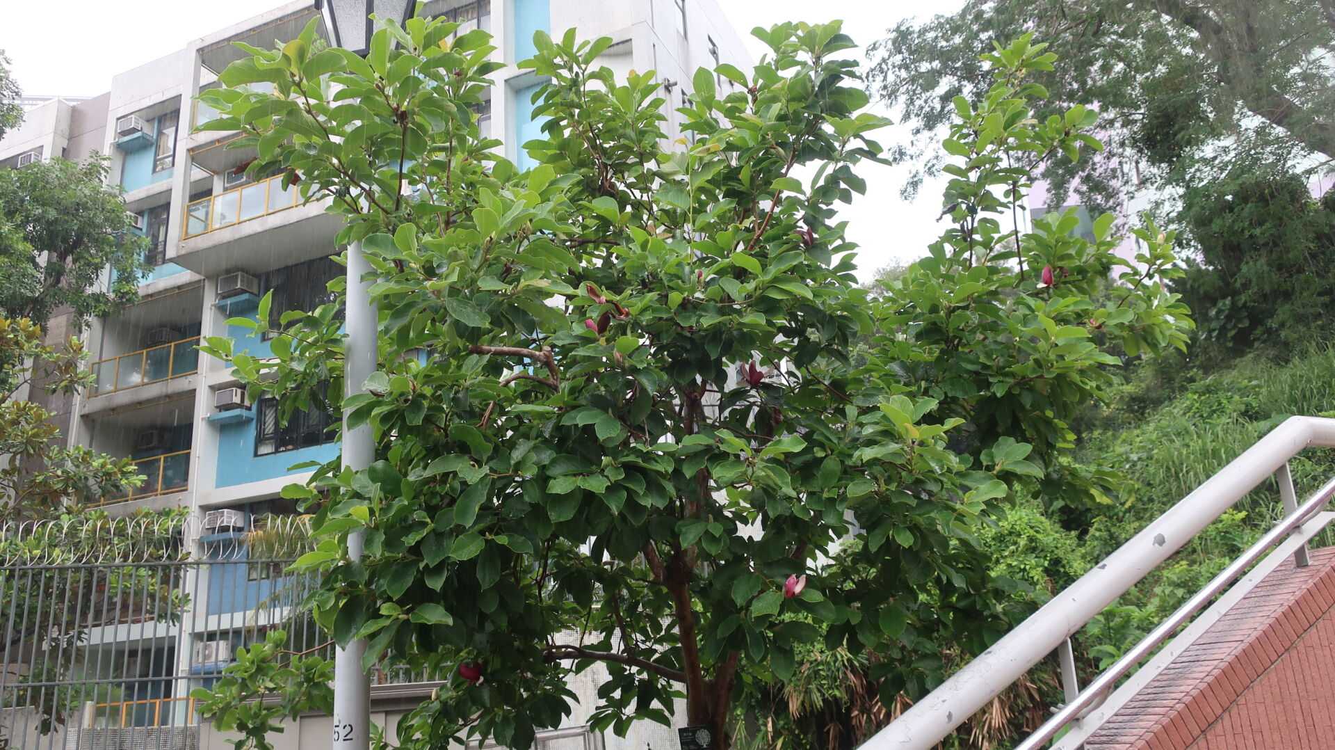 https://www.fa.gov.hk/二喬木蘭(紫玉蘭)