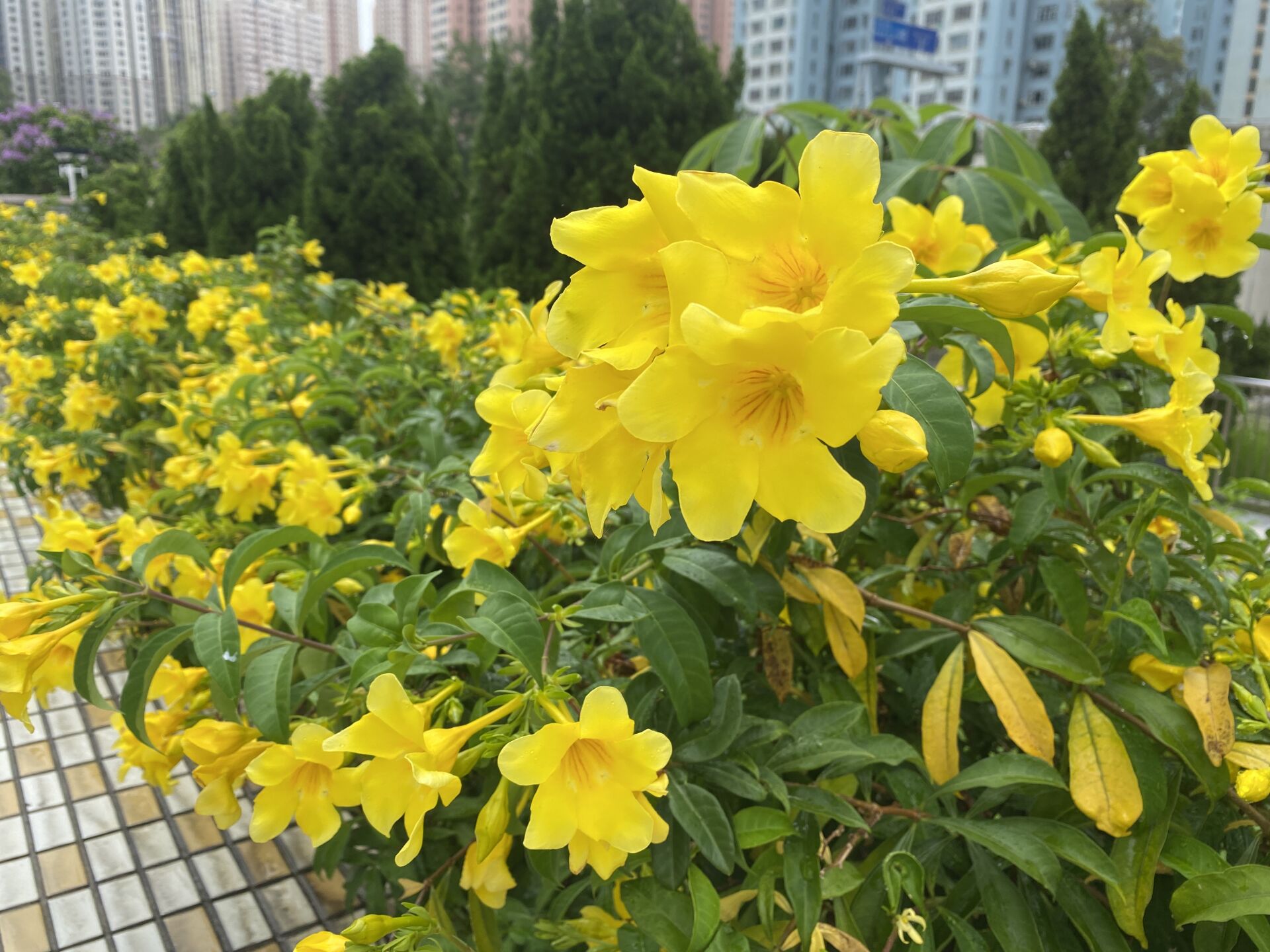 https://www.fa.gov.hk/多花黃蟬