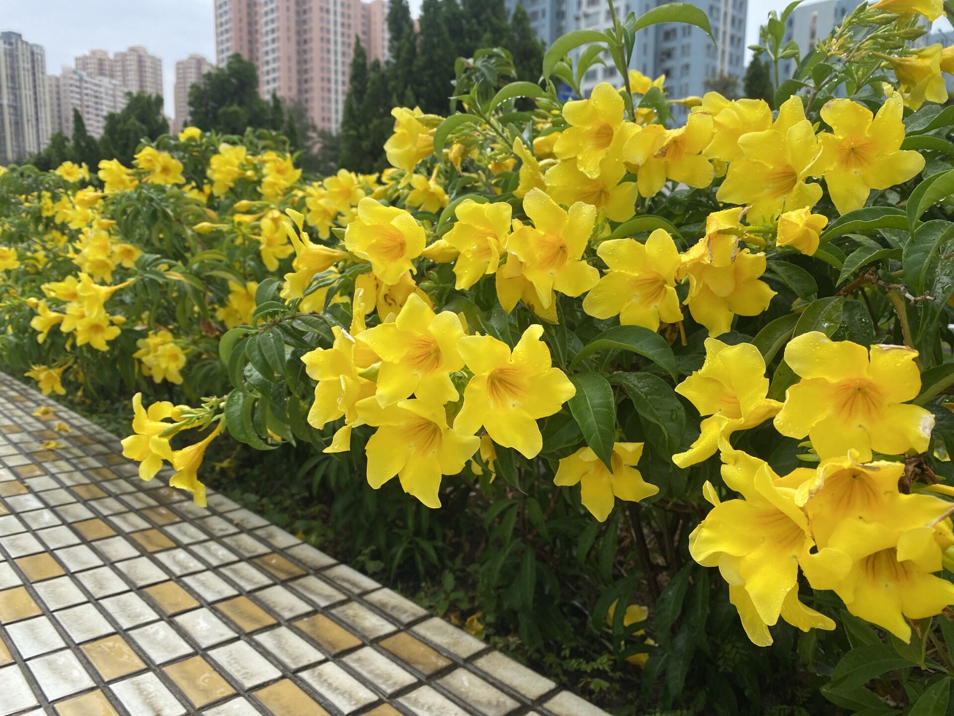 https://www.fa.gov.hk/多花黃蟬