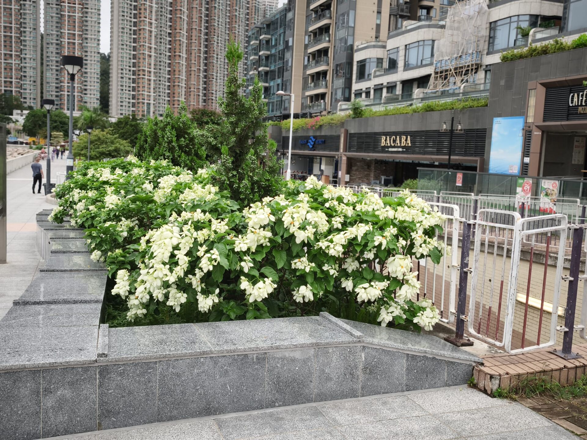 https://www.fa.gov.hk/白紙扇