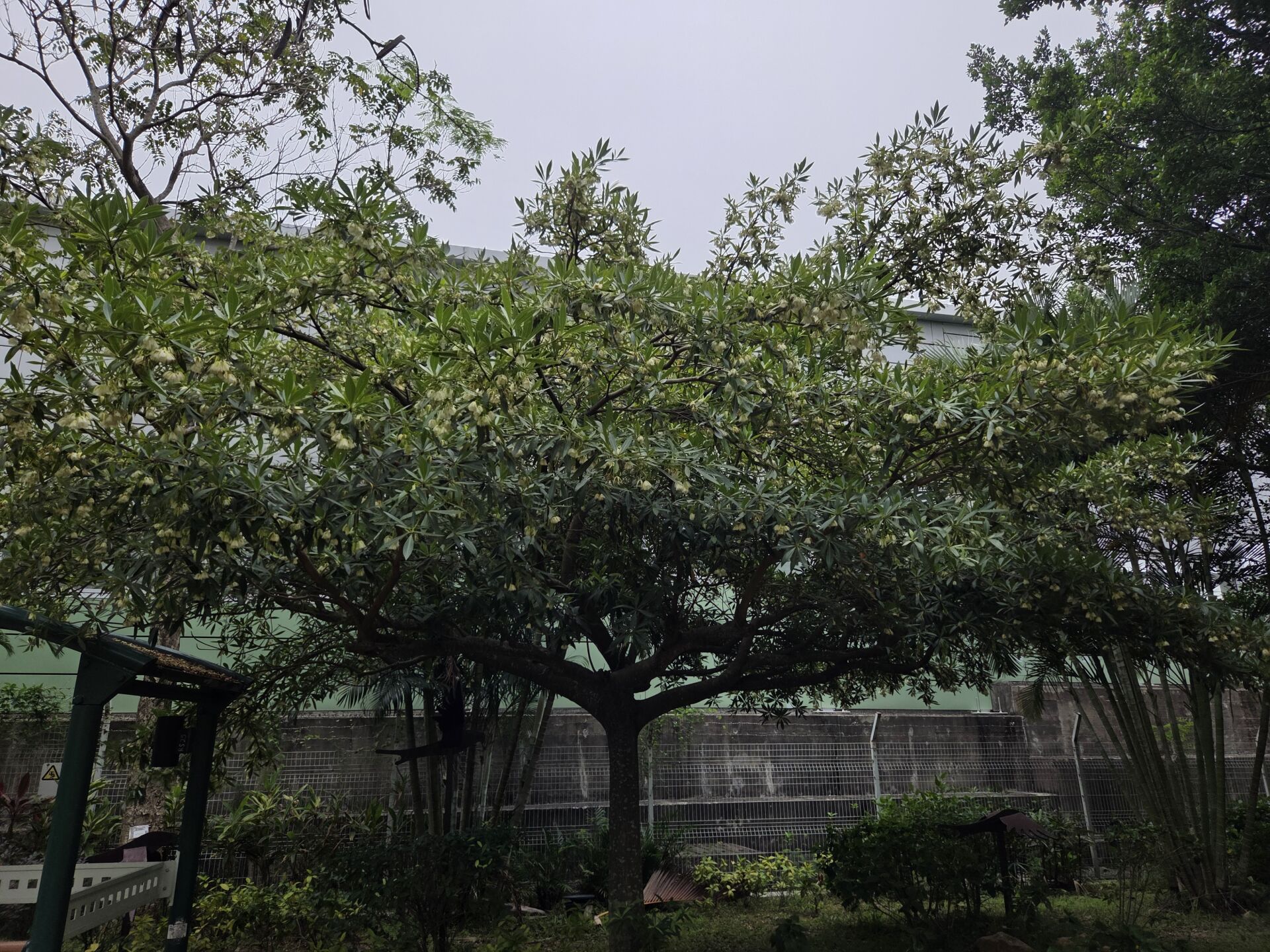https://www.fa.gov.hk/長芒杜英