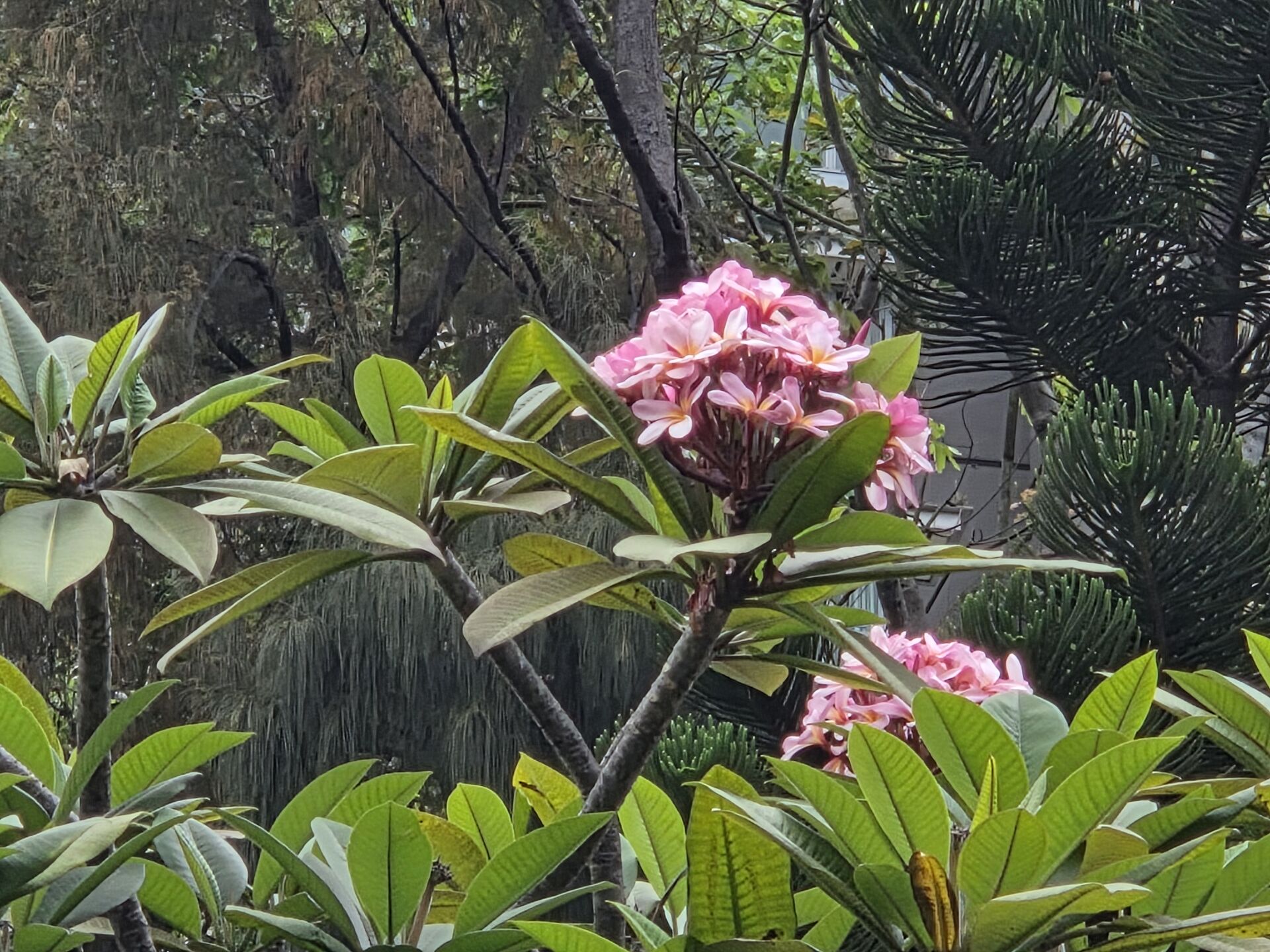 https://www.fa.gov.hk/紅雞蛋花