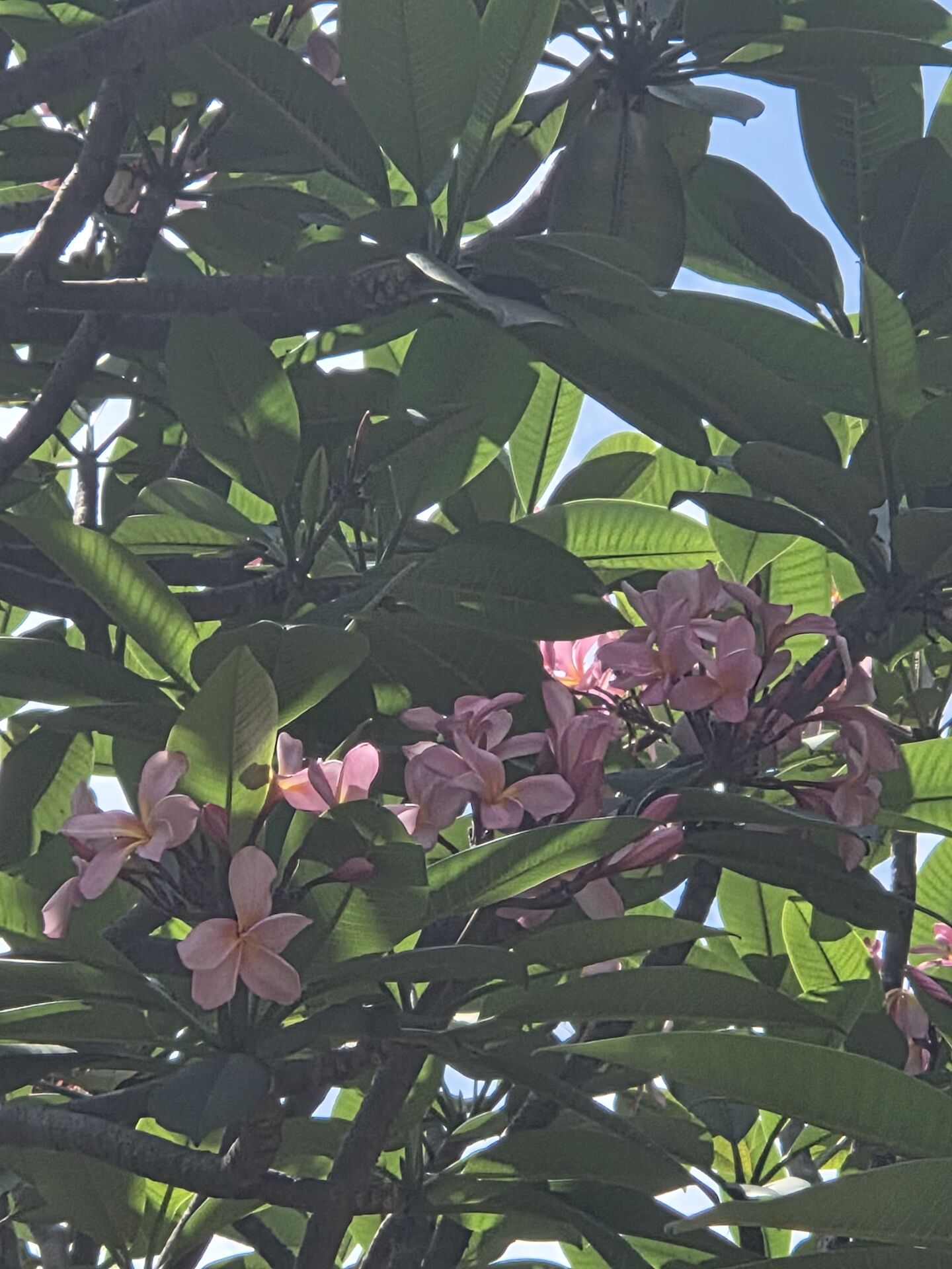 https://www.fa.gov.hk/紅雞蛋花