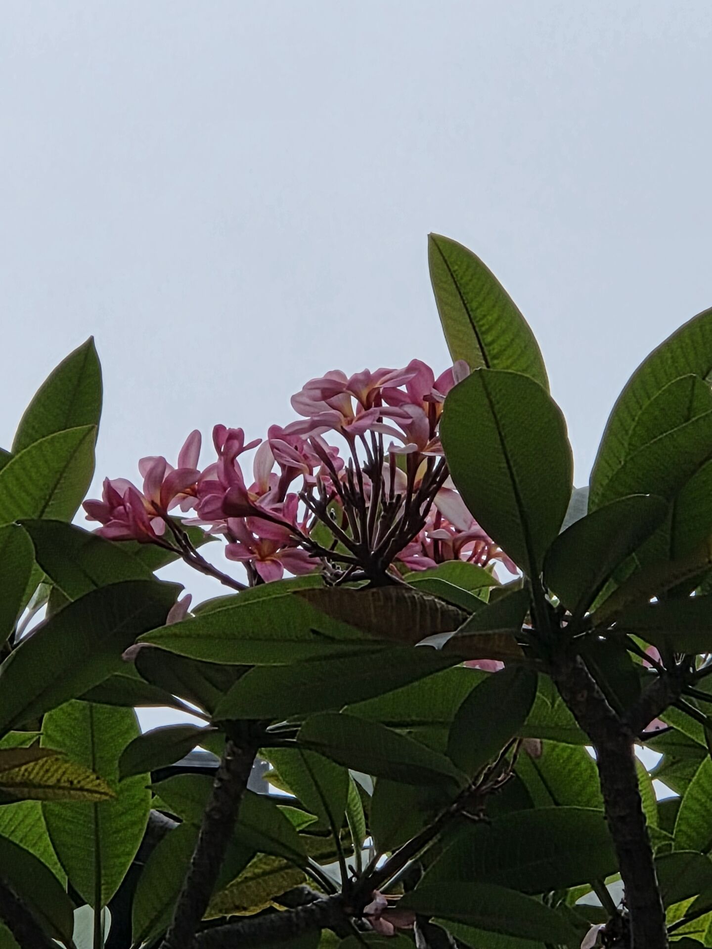https://www.fa.gov.hk/紅雞蛋花