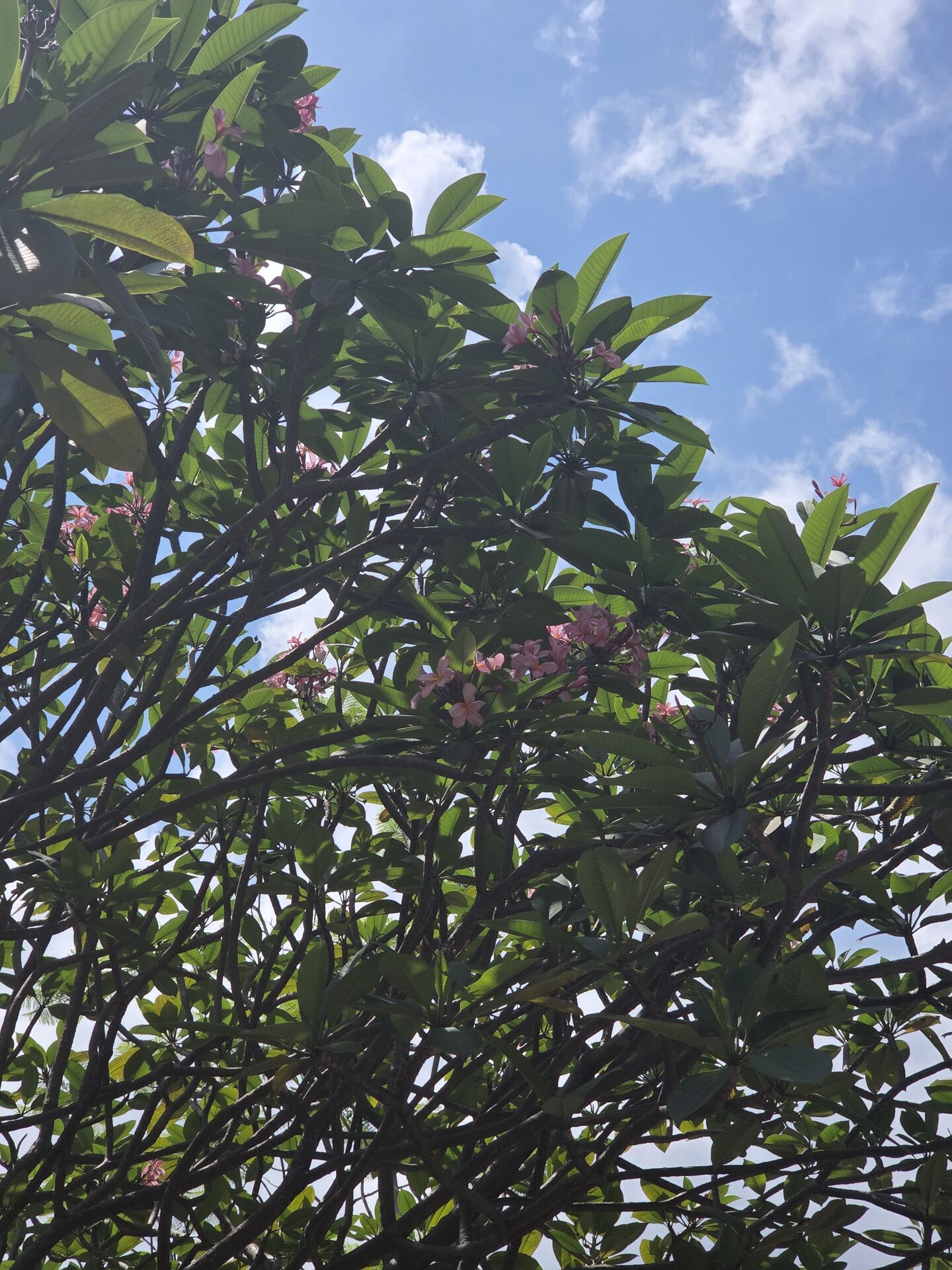 https://www.fa.gov.hk/紅雞蛋花