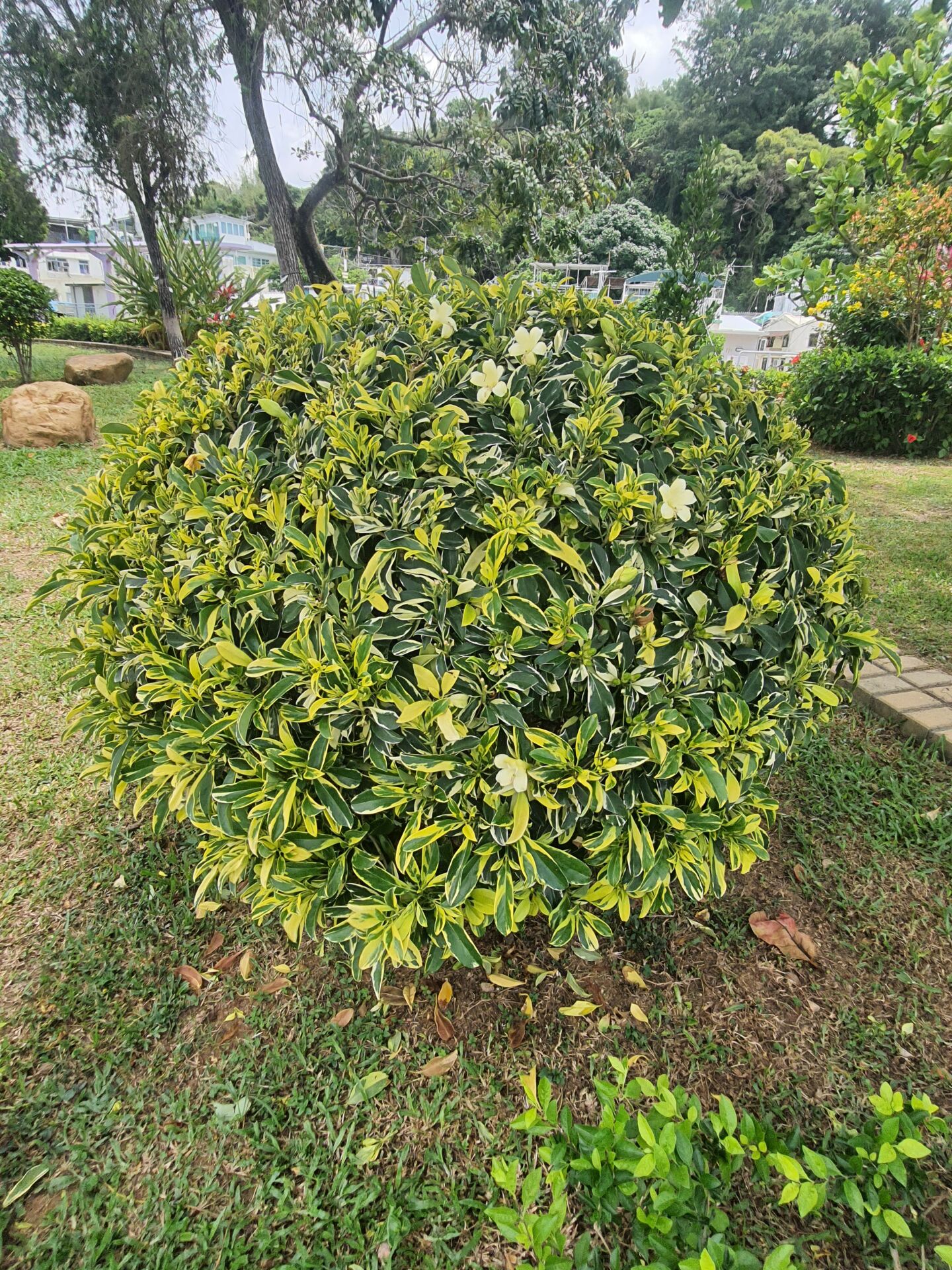 https://www.fa.gov.hk/花葉灰莉