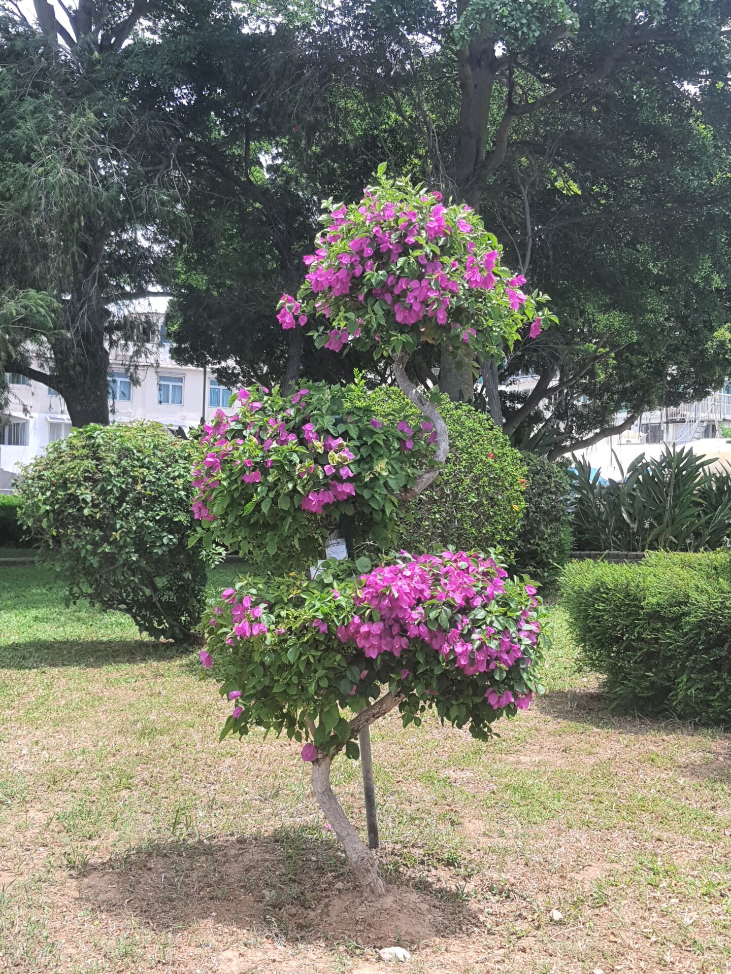 https://www.fa.gov.hk/葉子花(簕杜鵑)