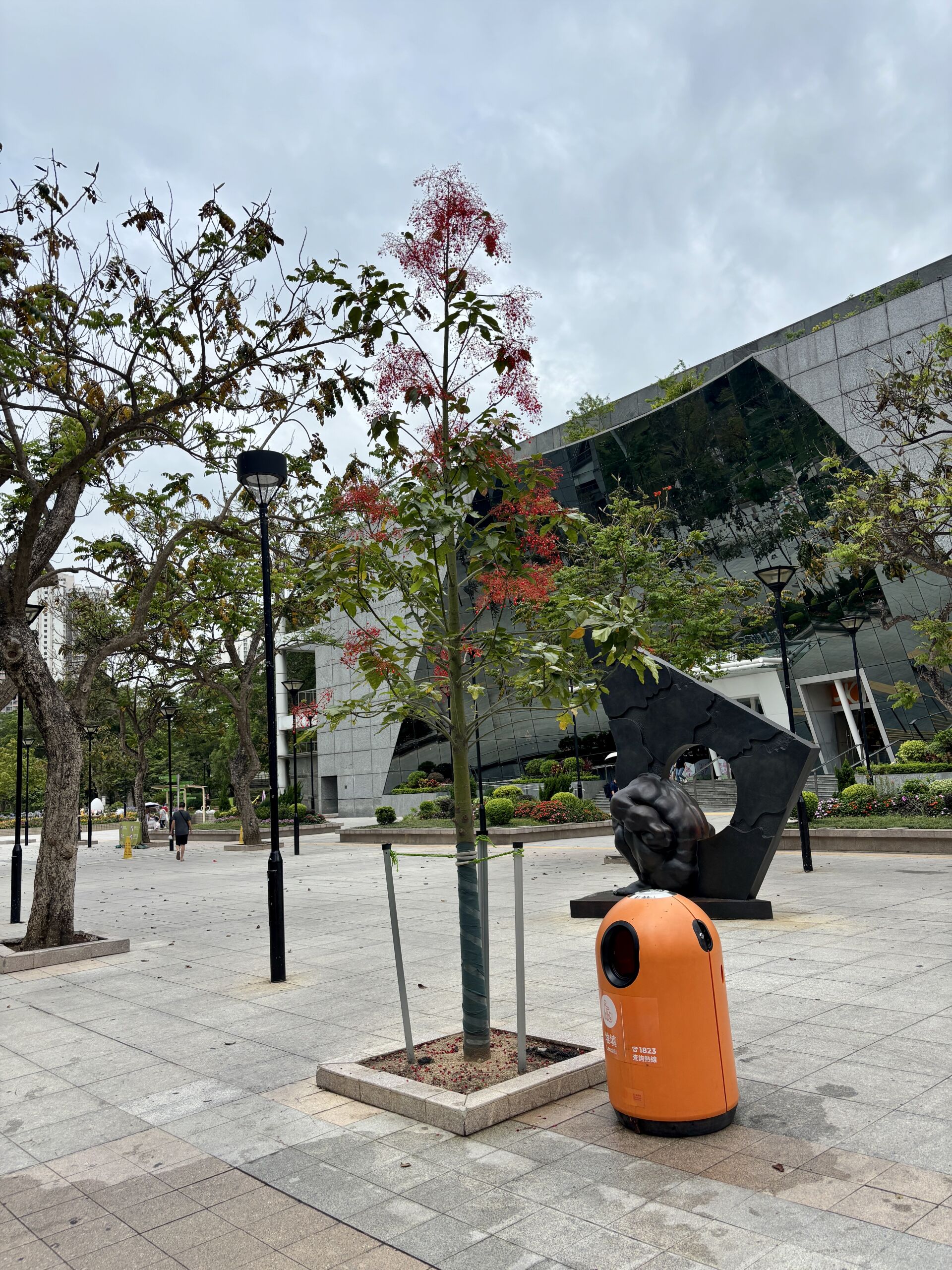 https://www.fa.gov.hk/槭葉蘋婆