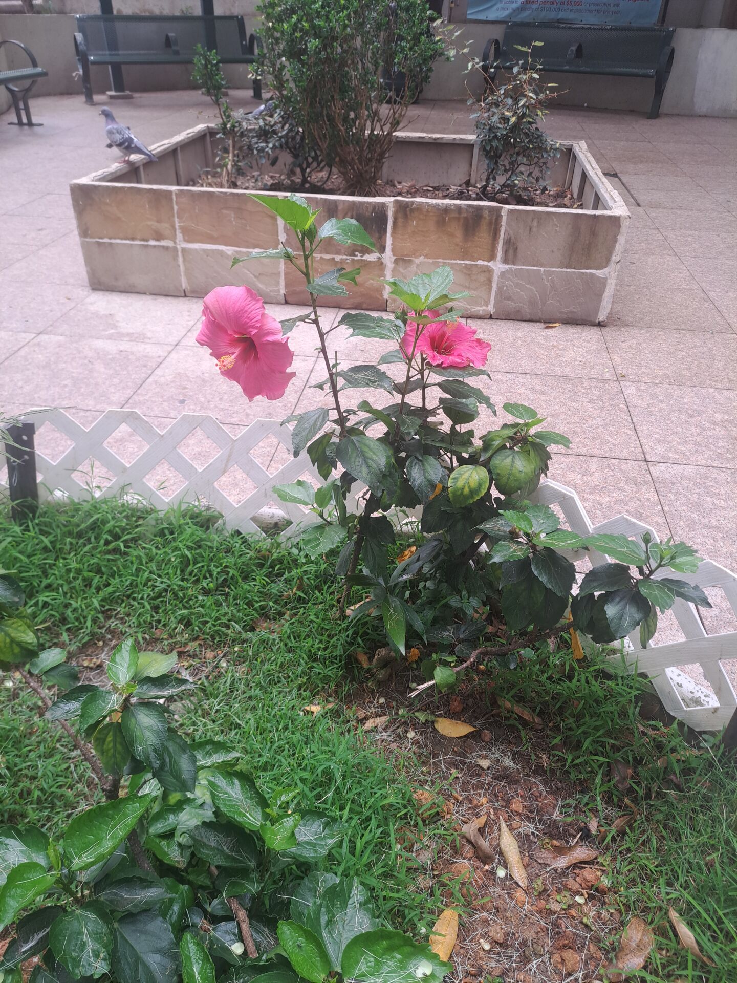 https://www.fa.gov.hk/朱槿(扶桑、大紅花)