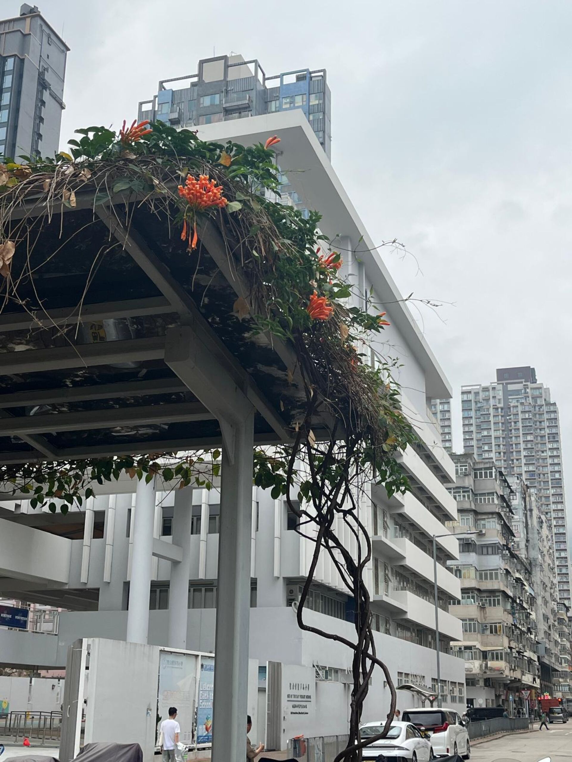 https://www.fa.gov.hk/炮仗花