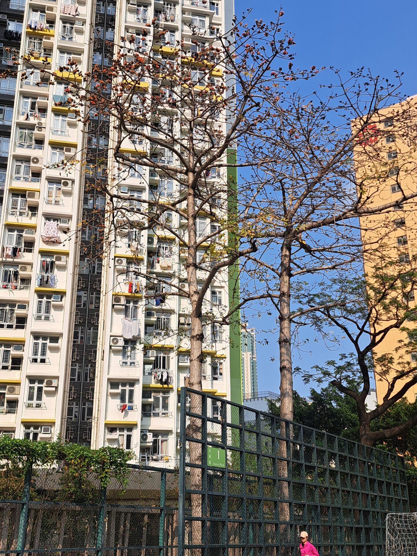 https://www.fa.gov.hk/木棉