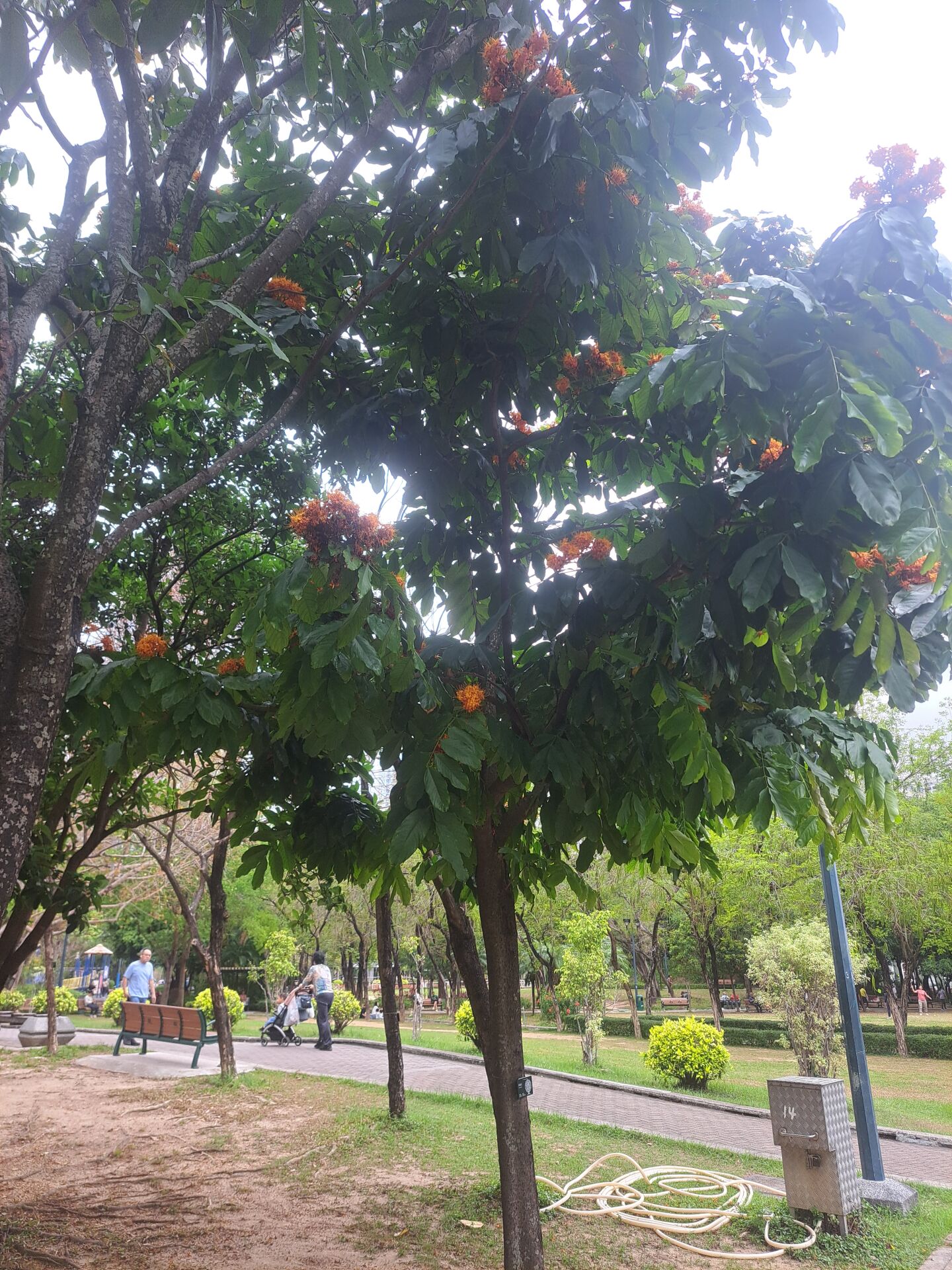 https://www.fa.gov.hk/無憂花