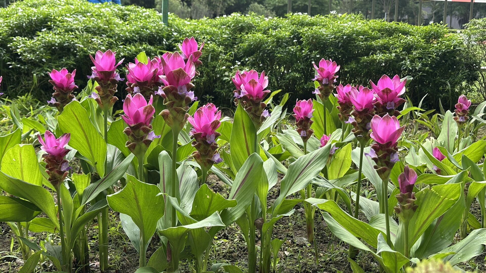 https://www.fa.gov.hk/薑荷花