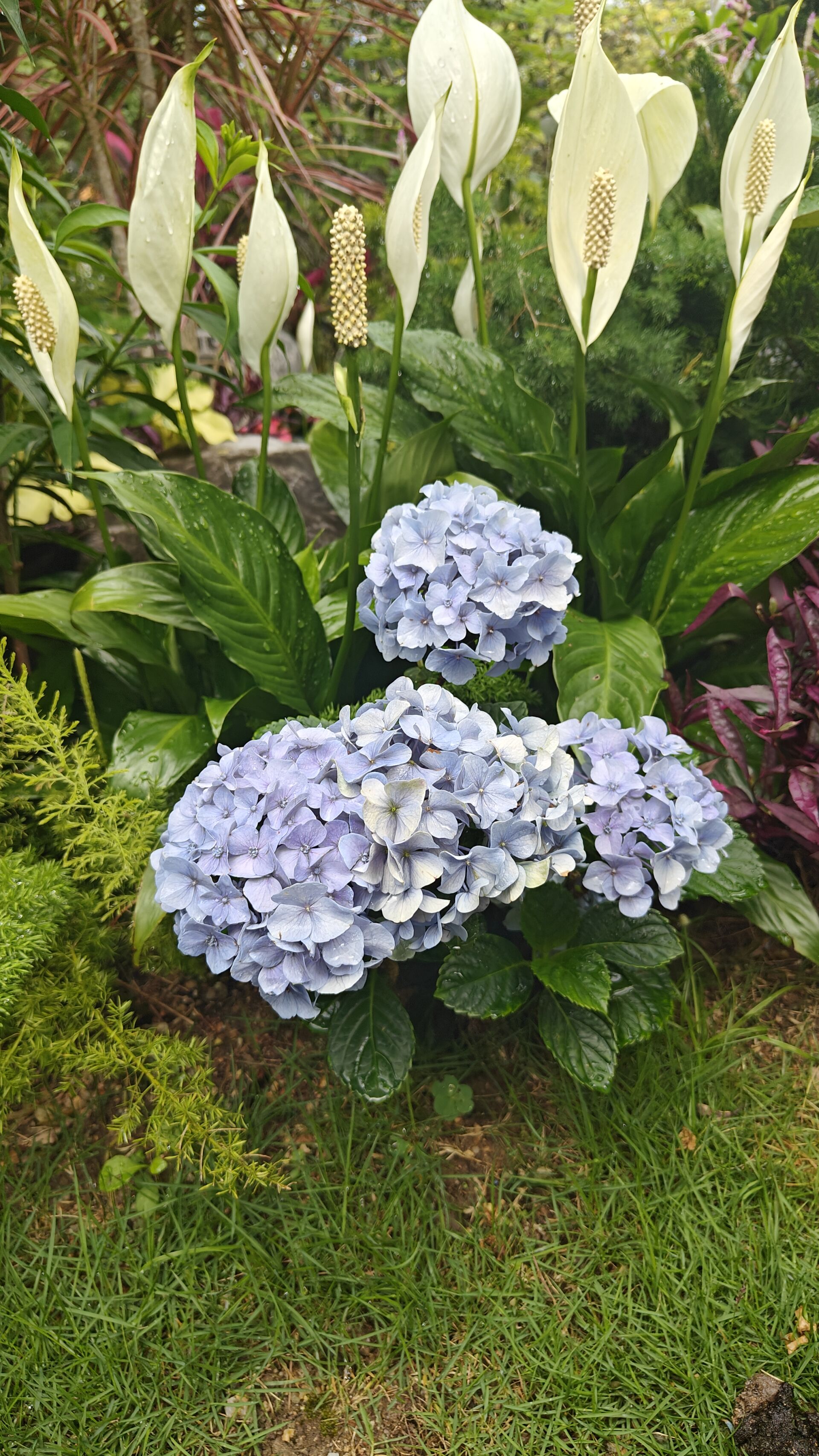 https://www.fa.gov.hk/繡球花