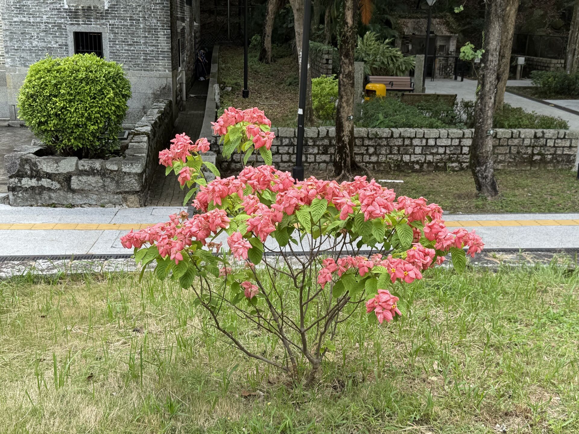 https://www.fa.gov.hk/粉葉金花 (粉紙扇)