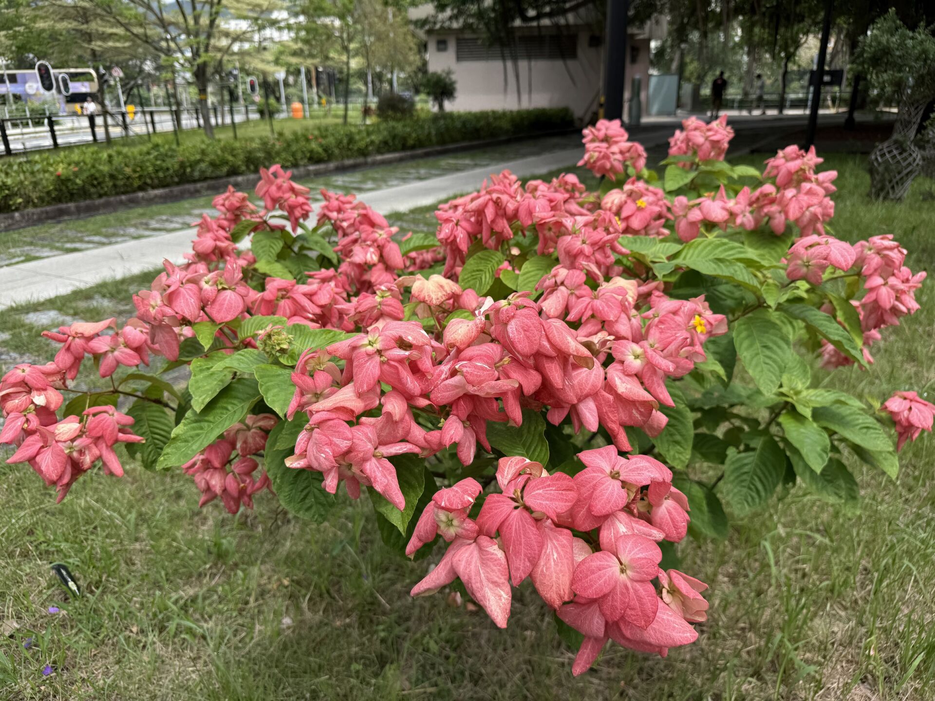 https://www.fa.gov.hk/粉葉金花 (粉紙扇)