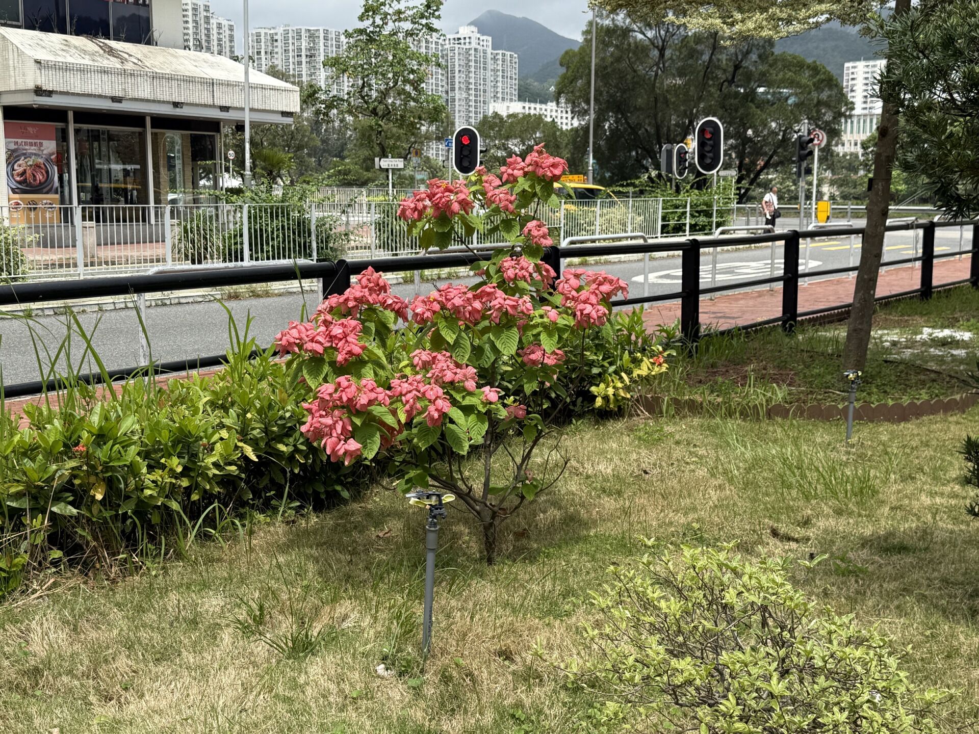 https://www.fa.gov.hk/粉葉金花 (粉紙扇)