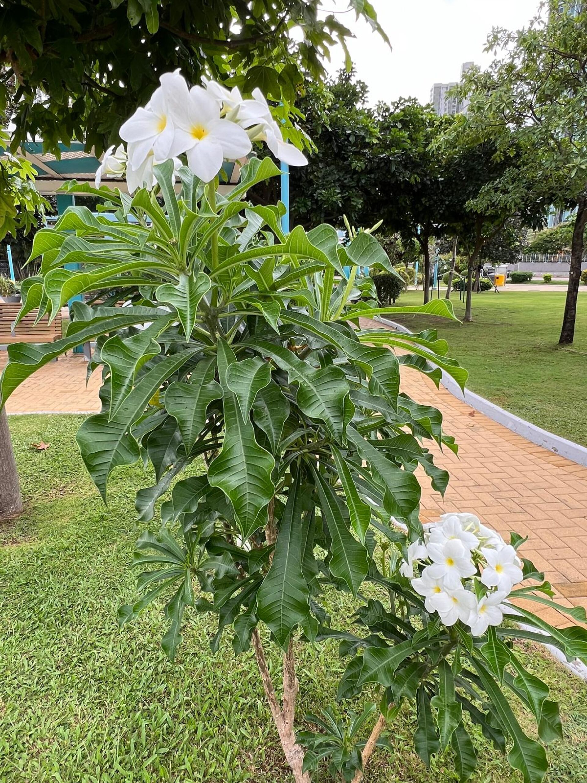 https://www.fa.gov.hk/戟葉雞蛋花