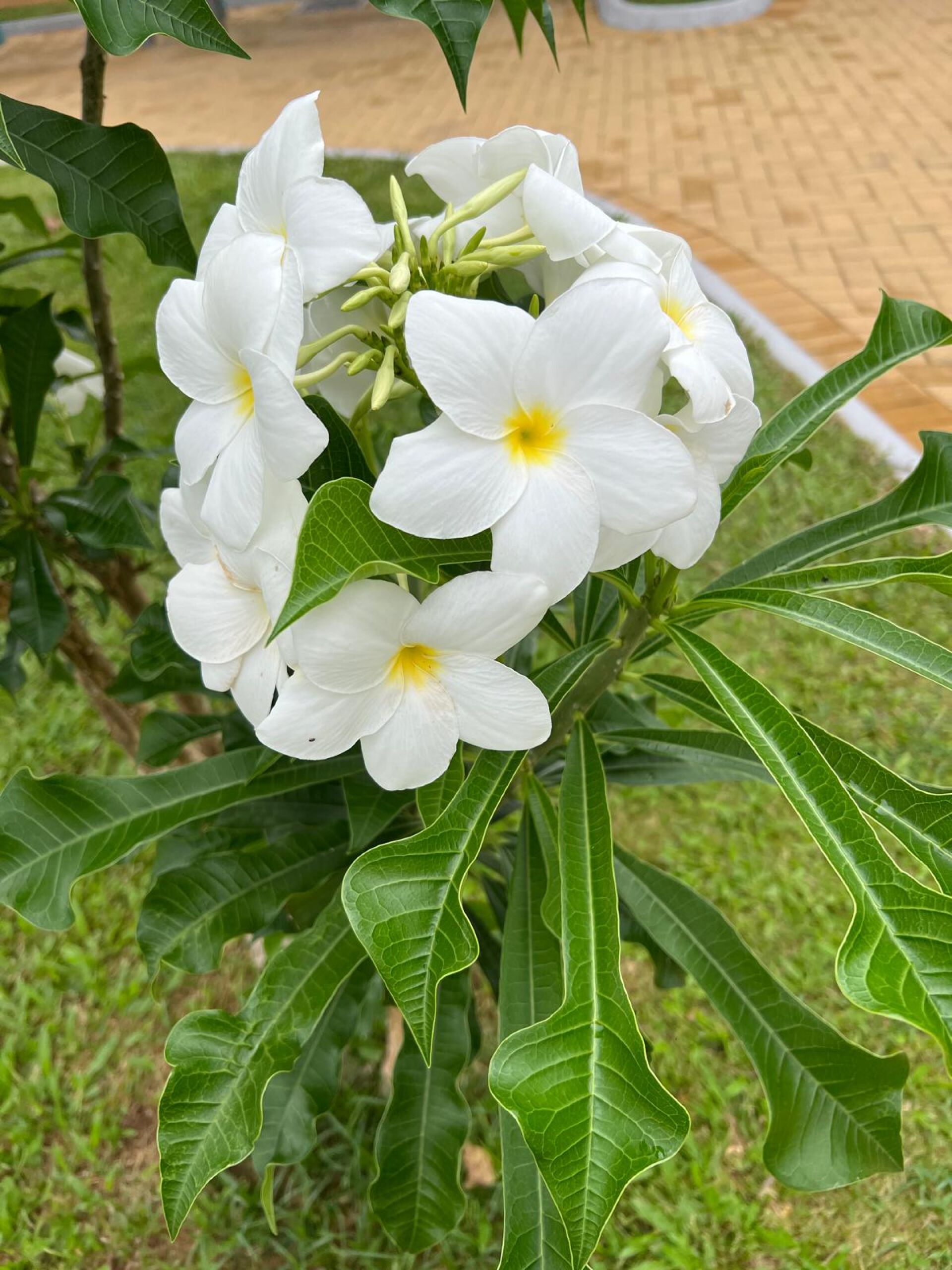 https://www.fa.gov.hk/戟葉雞蛋花