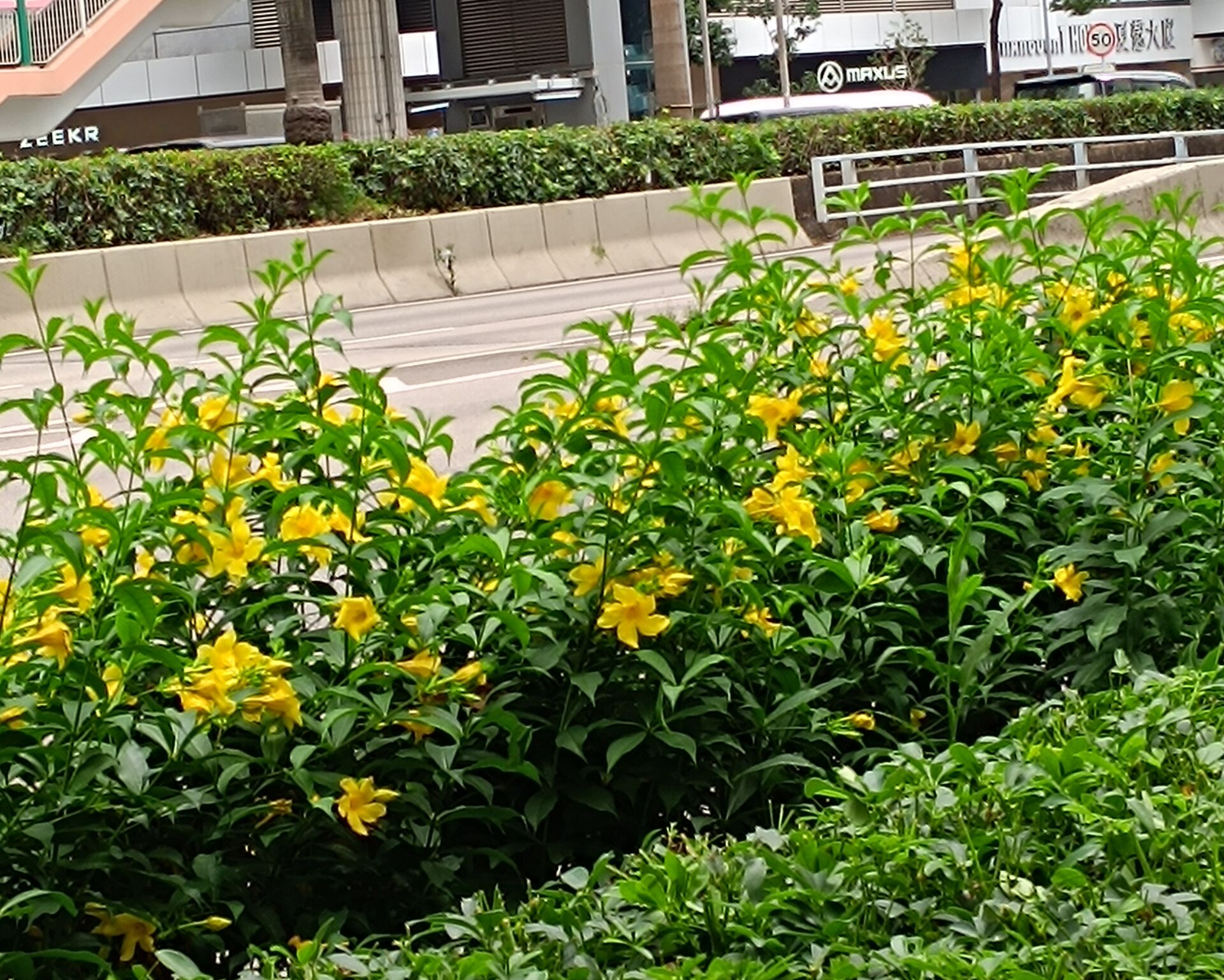https://www.fa.gov.hk/多花黃蟬