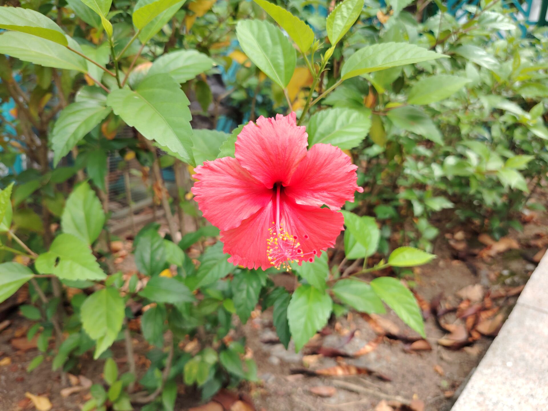 https://www.fa.gov.hk/朱槿(扶桑、大紅花)