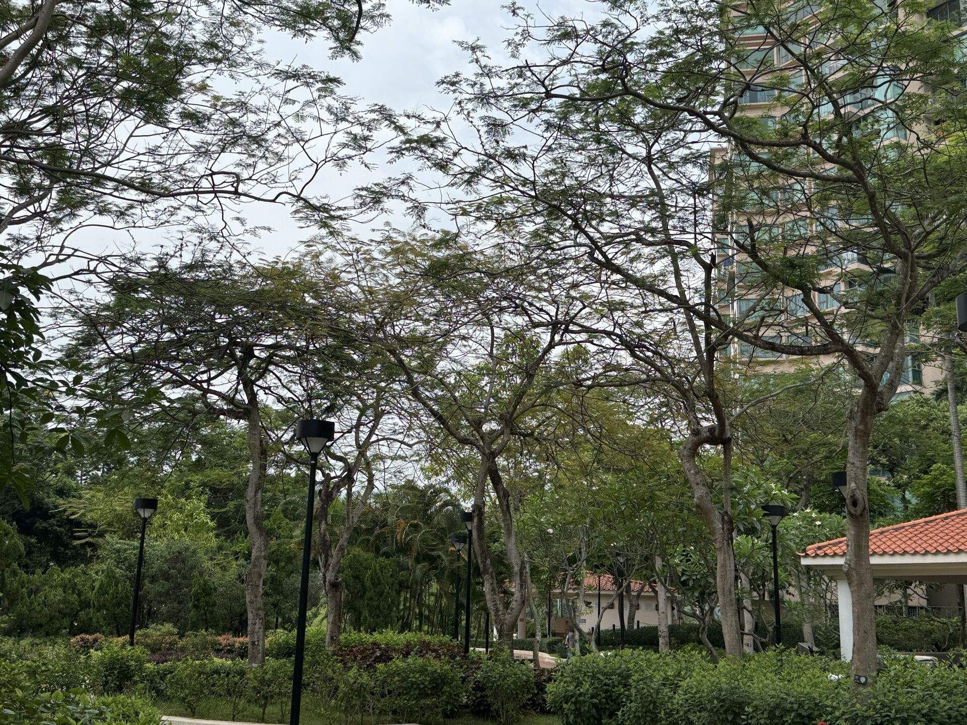 https://www.fa.gov.hk/鳳凰木