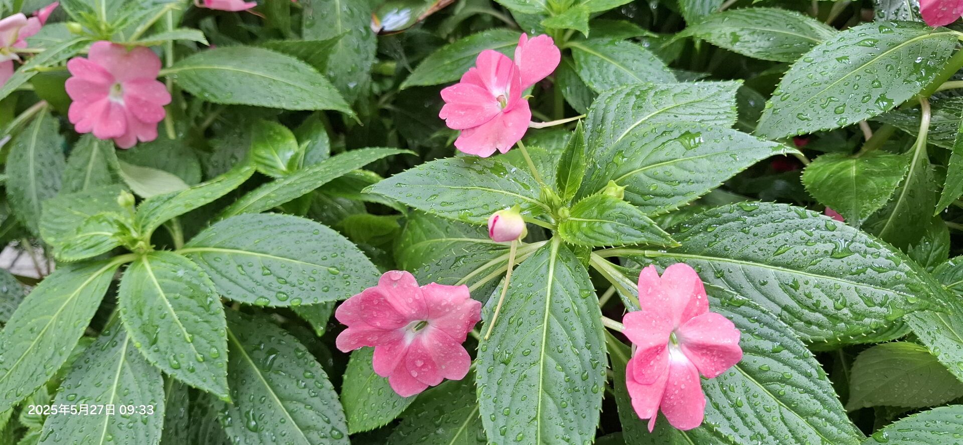 https://www.fa.gov.hk/鳳仙花