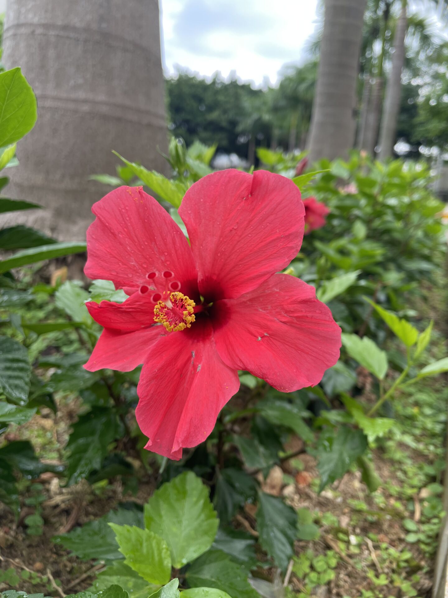 https://www.fa.gov.hk/朱槿(扶桑、大紅花)