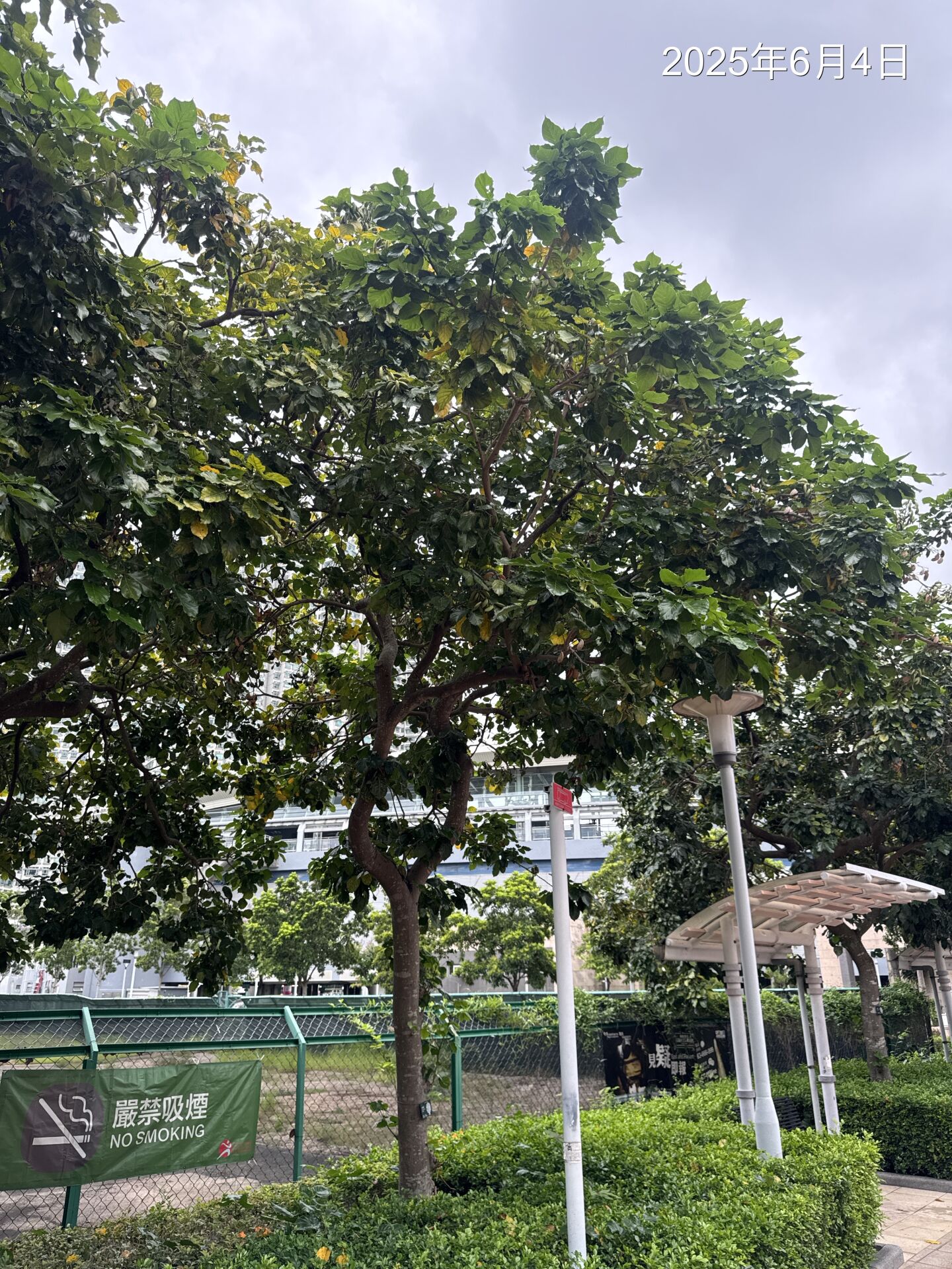 https://www.fa.gov.hk/水黃皮
