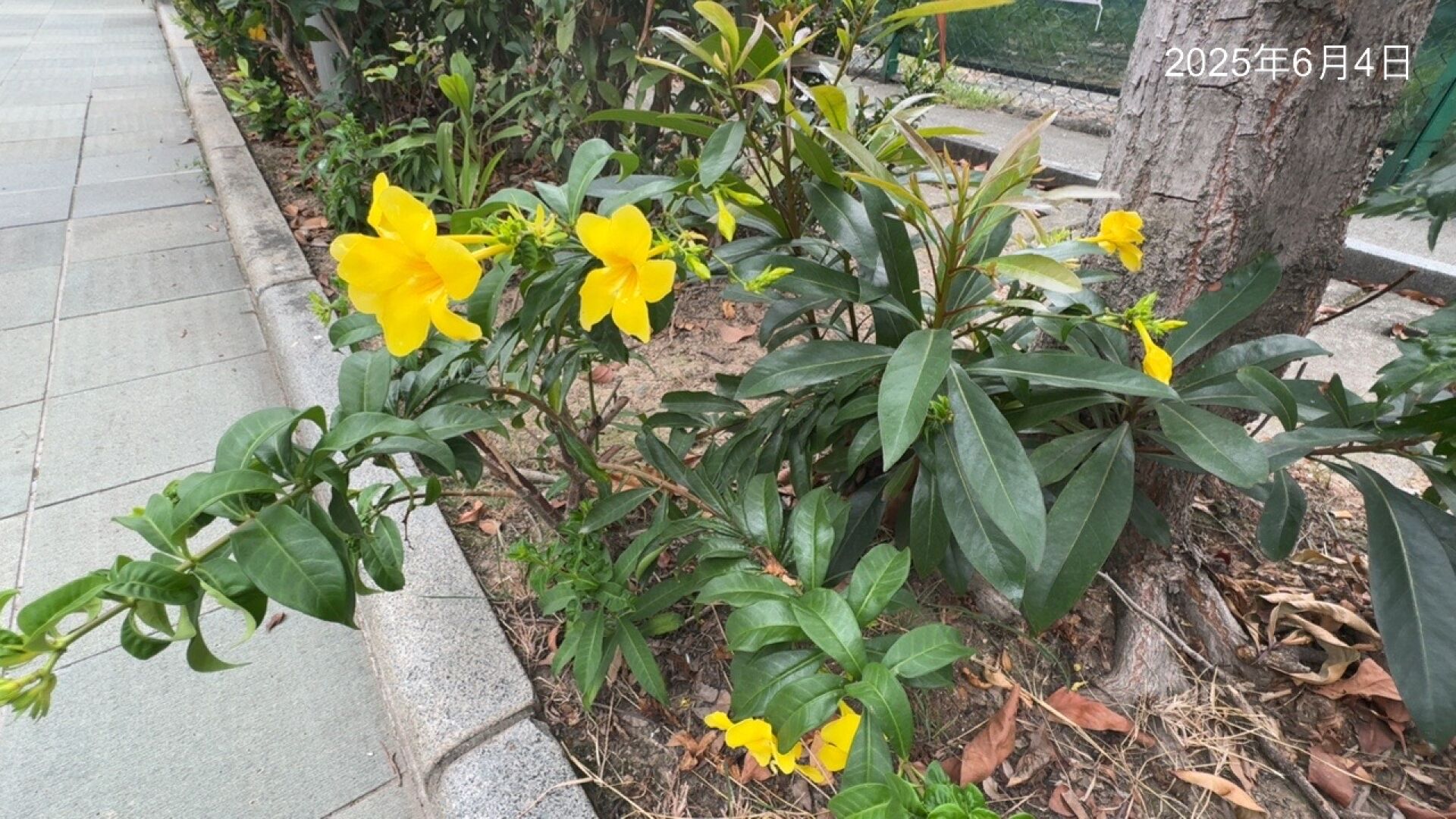 https://www.fa.gov.hk/多花黃蟬