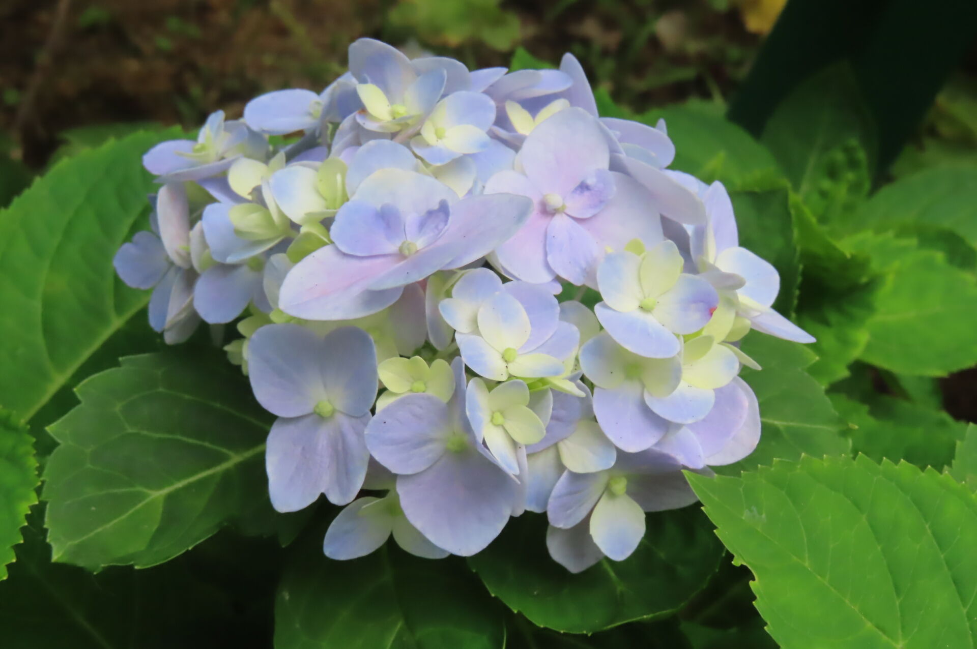 https://www.fa.gov.hk/繡球花