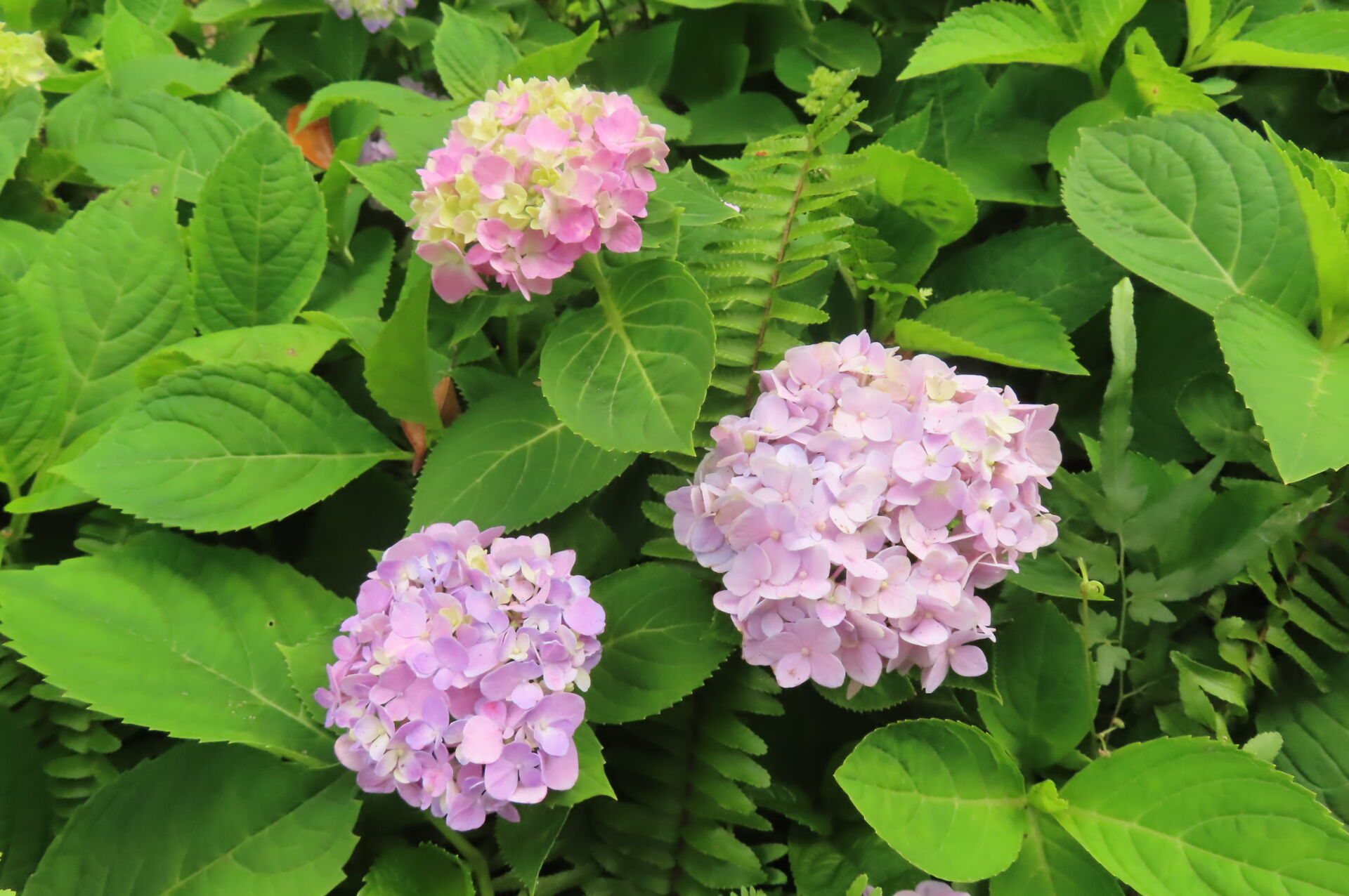 https://www.fa.gov.hk/繡球花