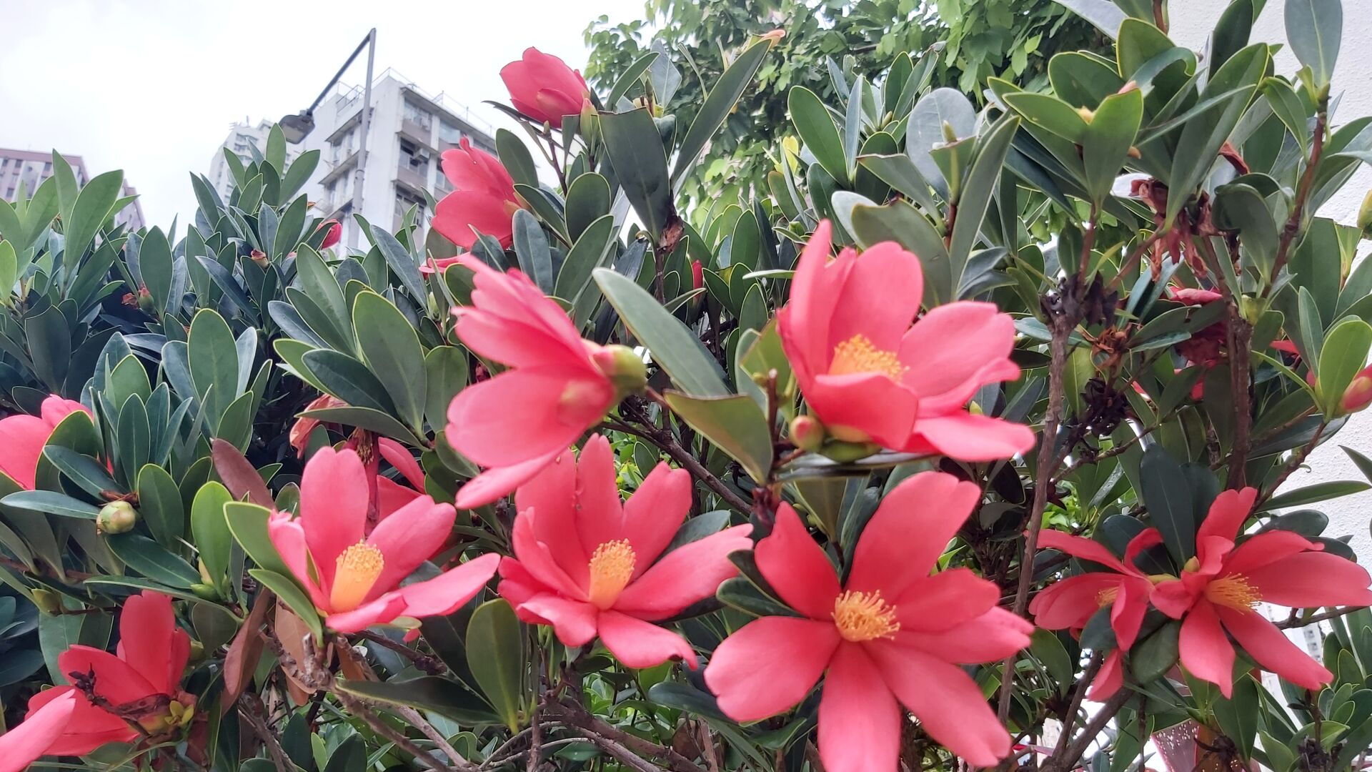 https://www.fa.gov.hk/杜鵑紅山茶