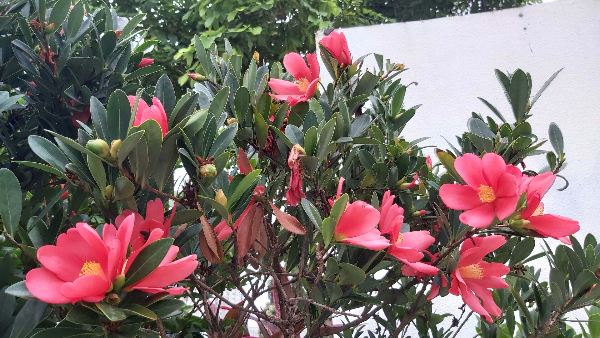 https://www.fa.gov.hk/杜鵑紅山茶