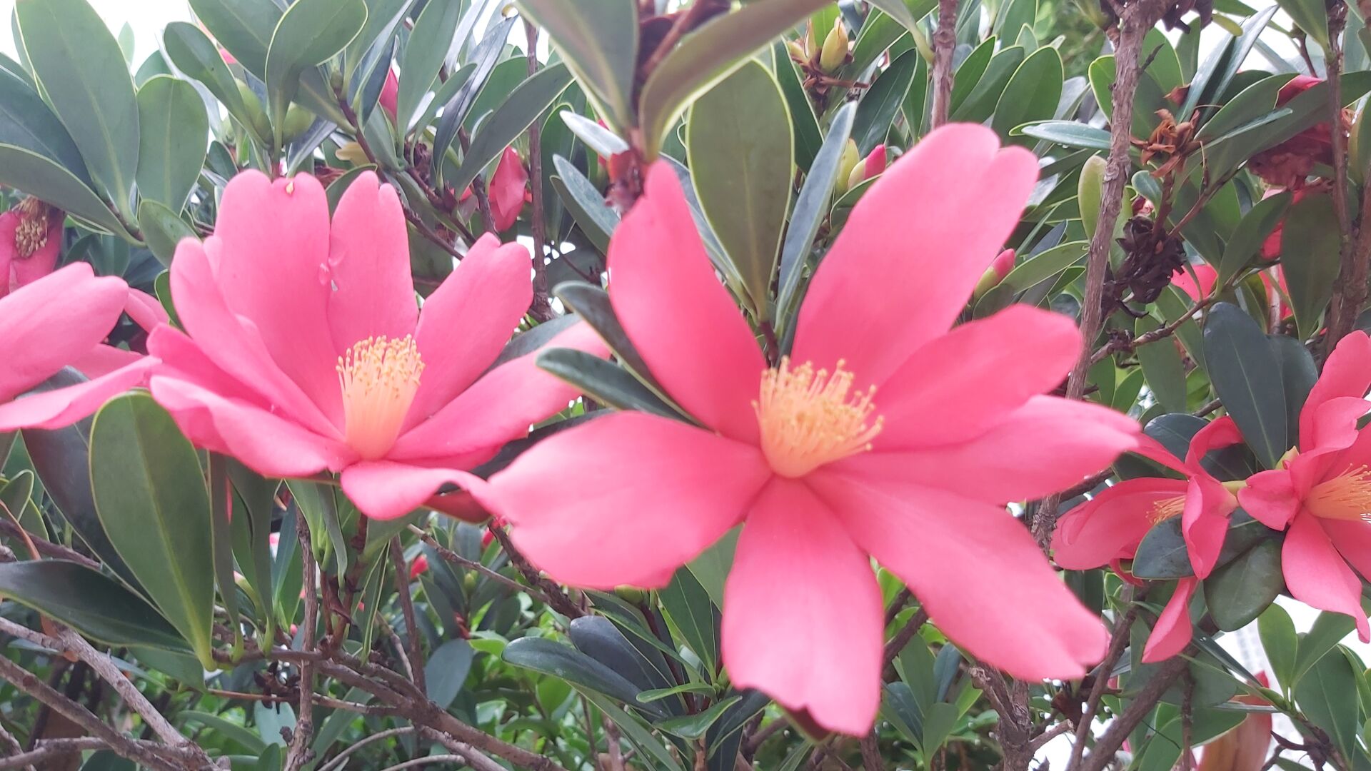 https://www.fa.gov.hk/杜鵑紅山茶