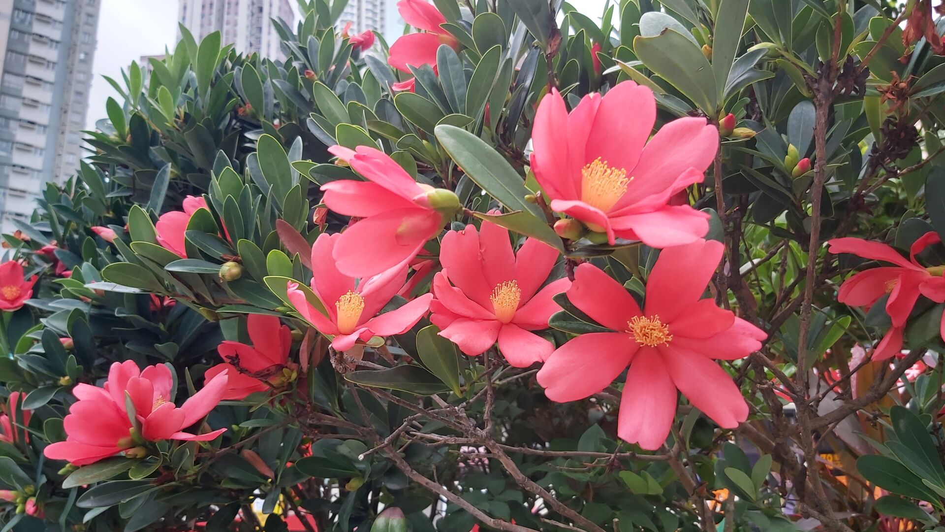 https://www.fa.gov.hk/杜鵑紅山茶