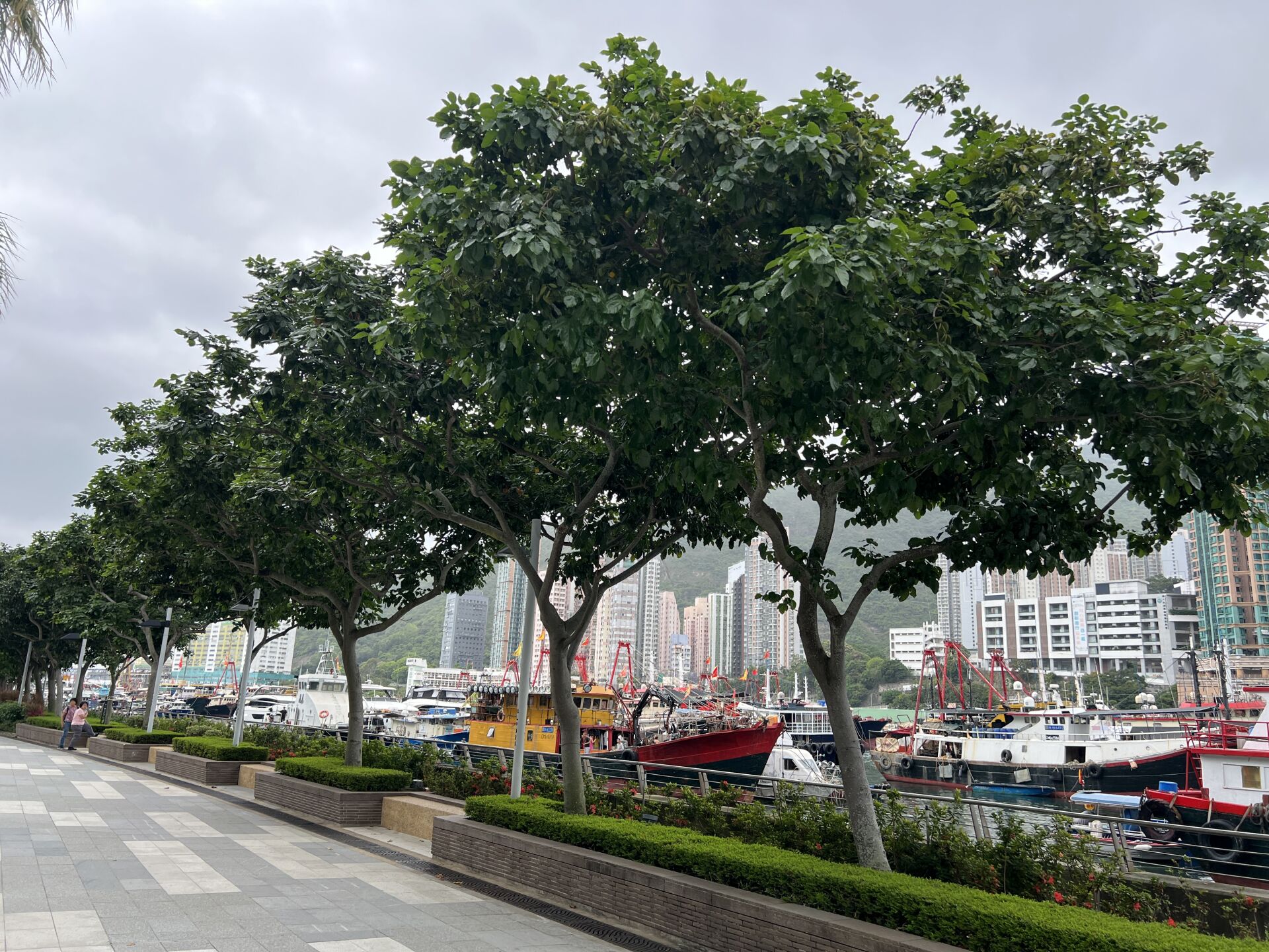 https://www.fa.gov.hk/水黃皮