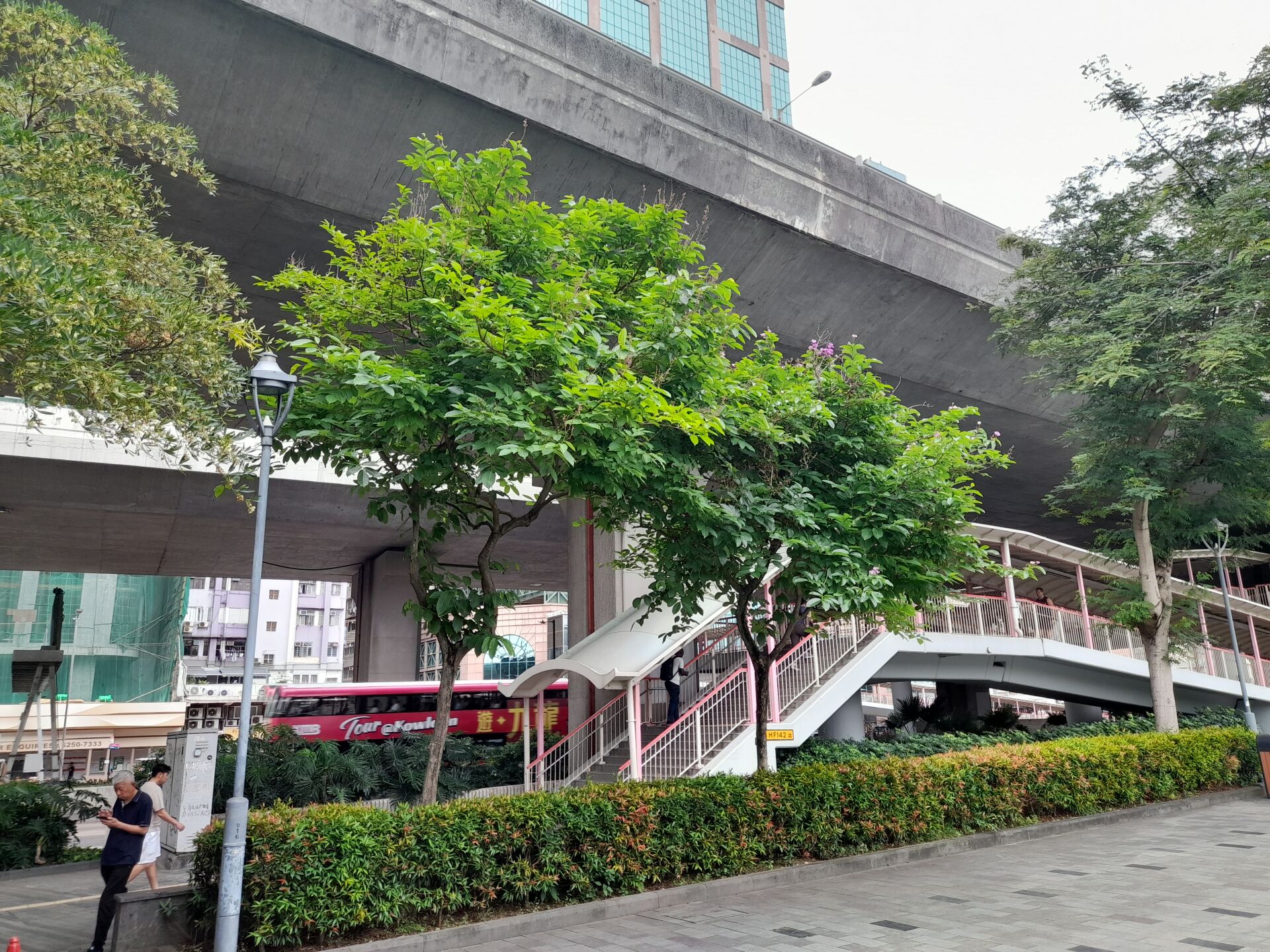 https://www.fa.gov.hk/大花紫薇