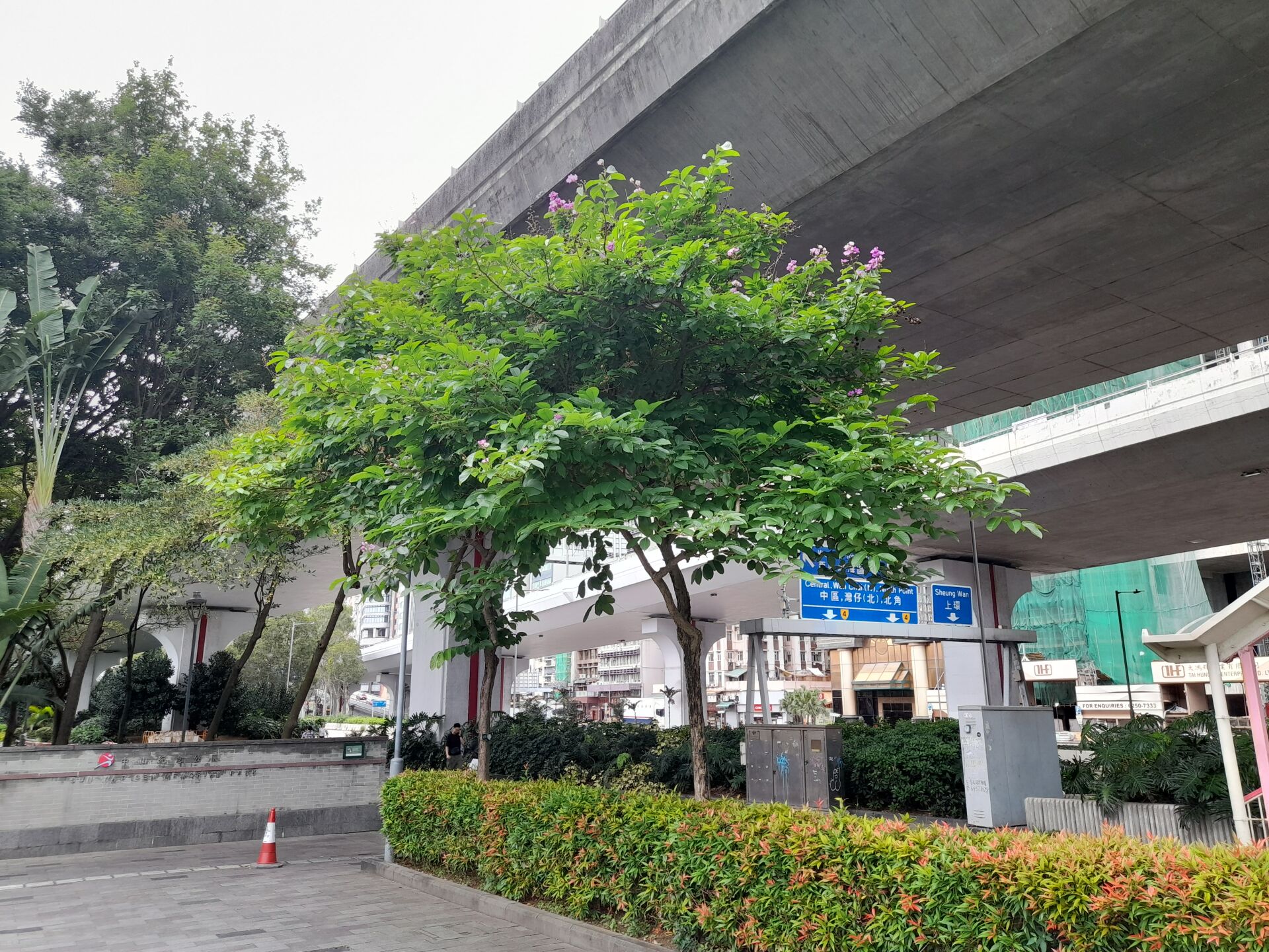 https://www.fa.gov.hk/大花紫薇