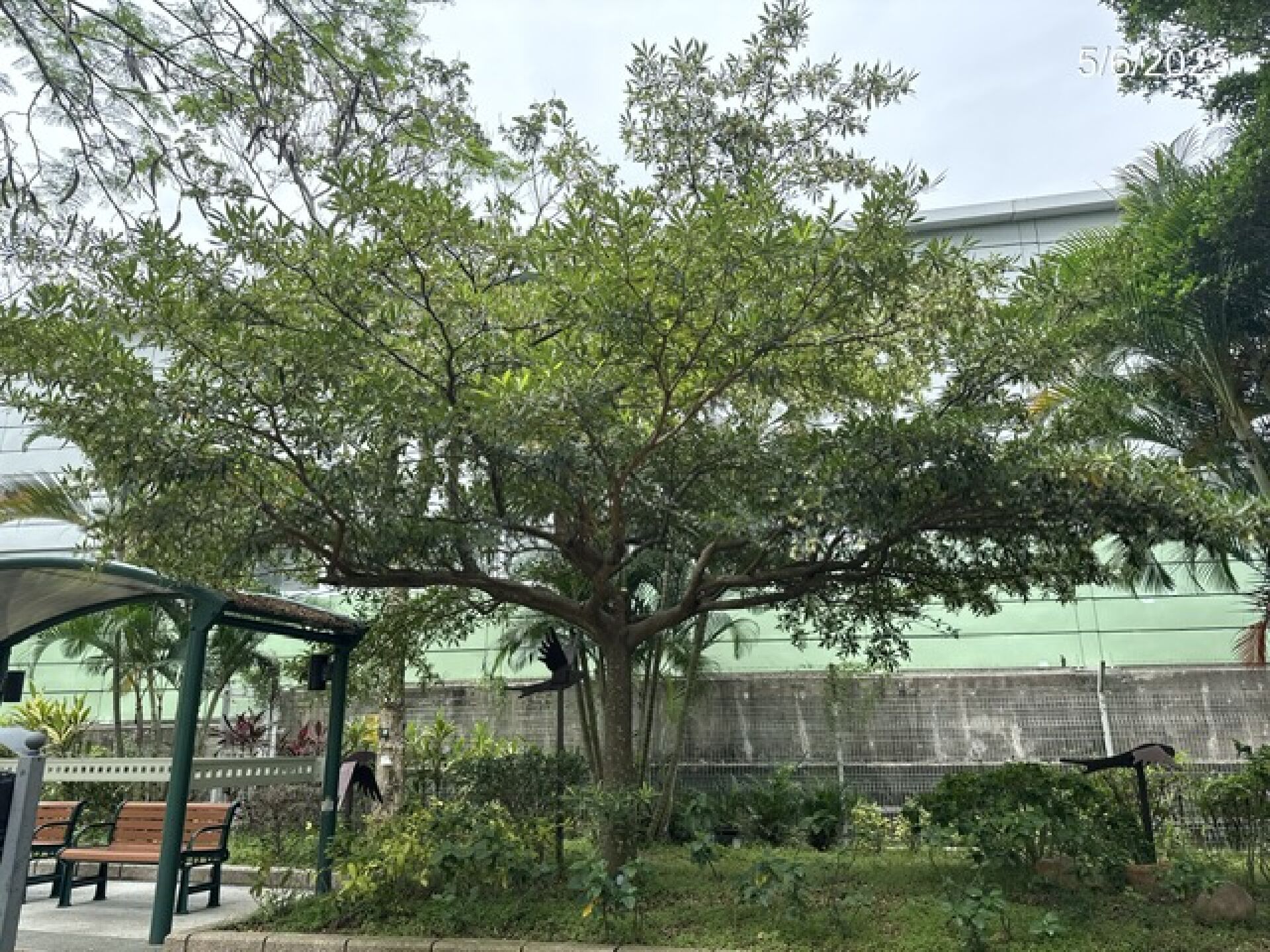 https://www.fa.gov.hk/長芒杜英