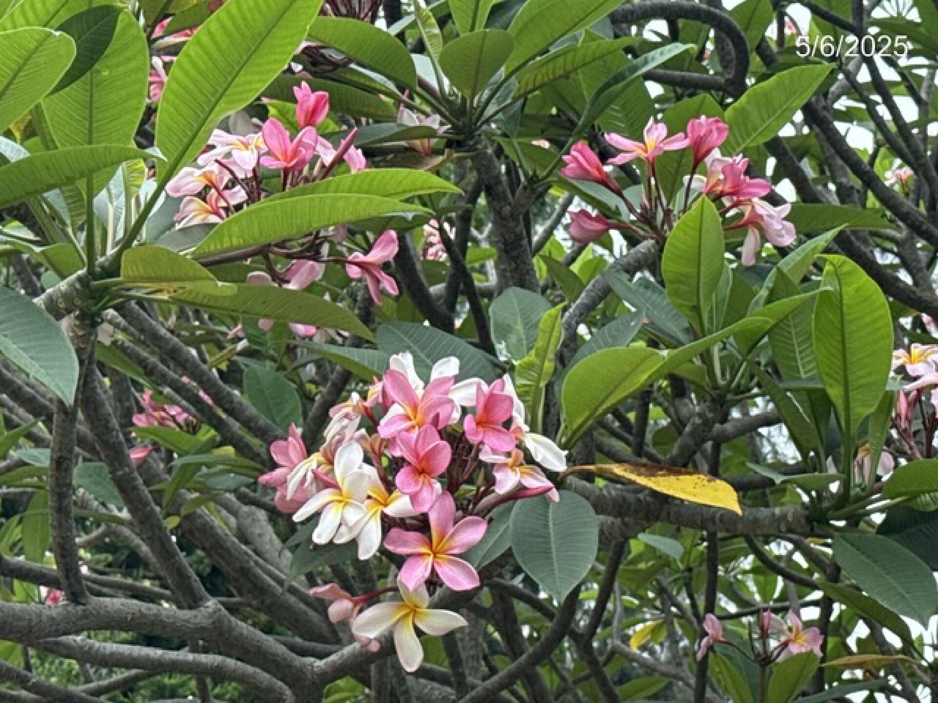 https://www.fa.gov.hk/紅雞蛋花