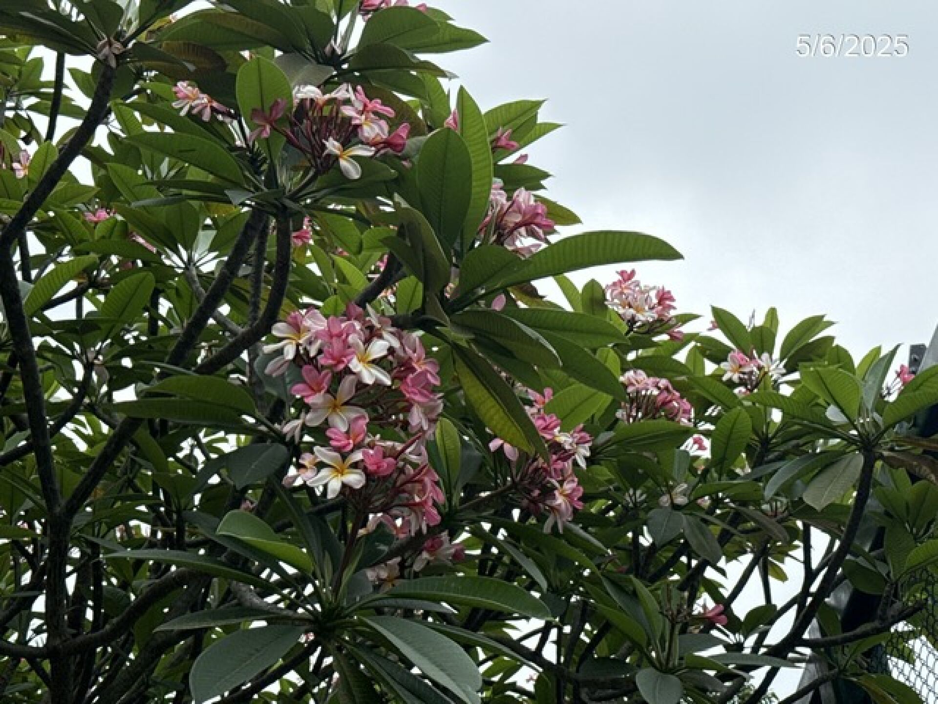 https://www.fa.gov.hk/紅雞蛋花