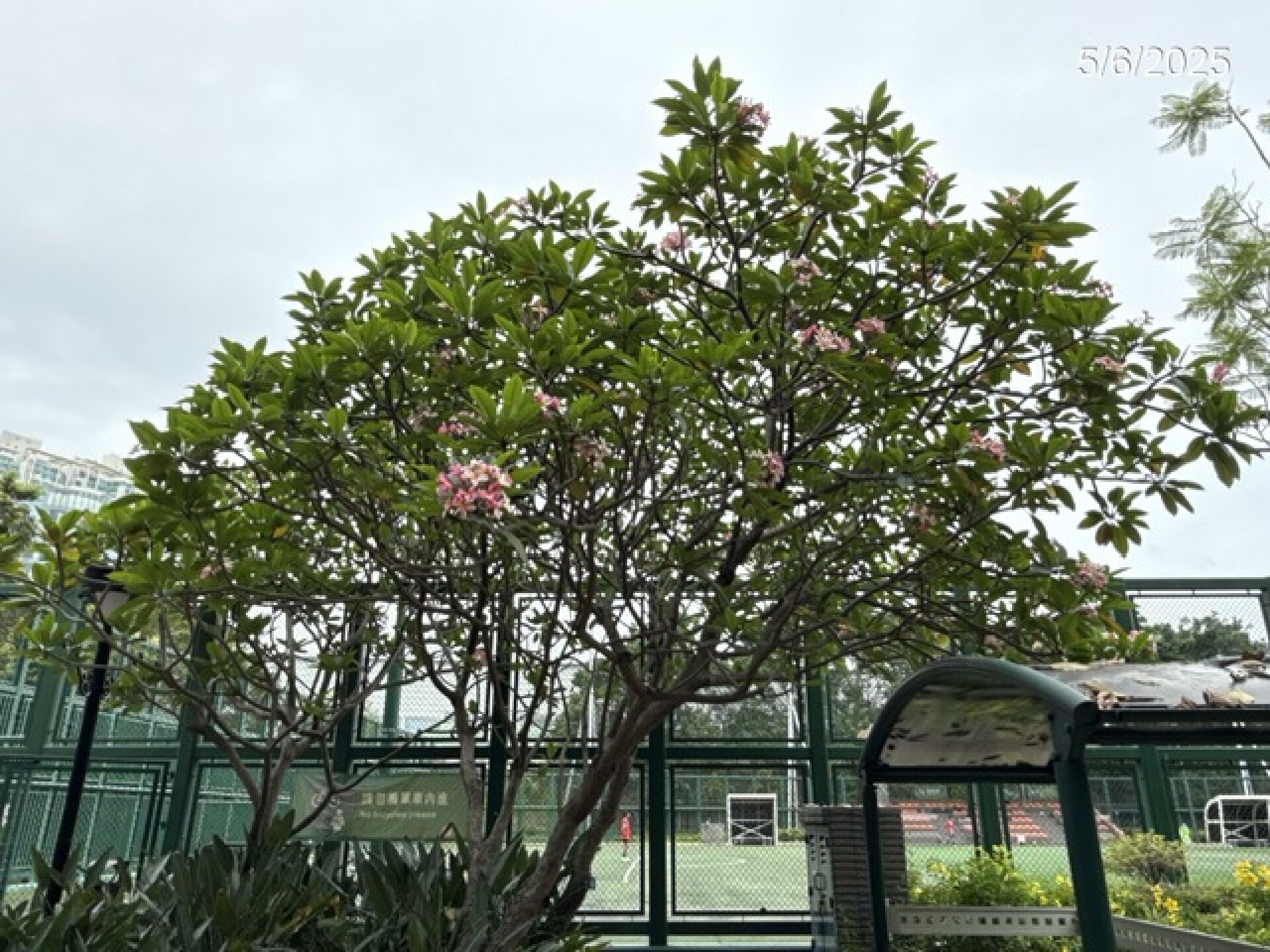 https://www.fa.gov.hk/紅雞蛋花