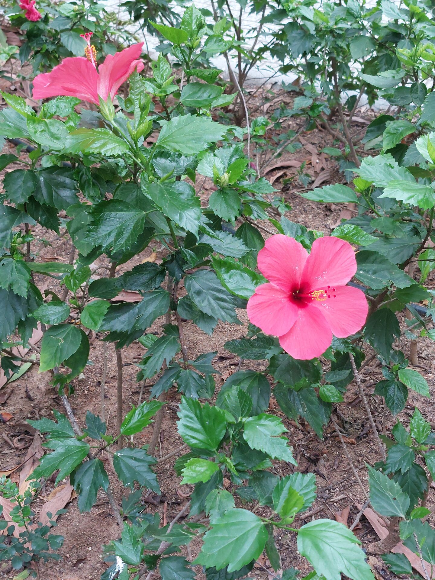 https://www.fa.gov.hk/朱槿(扶桑、大紅花)