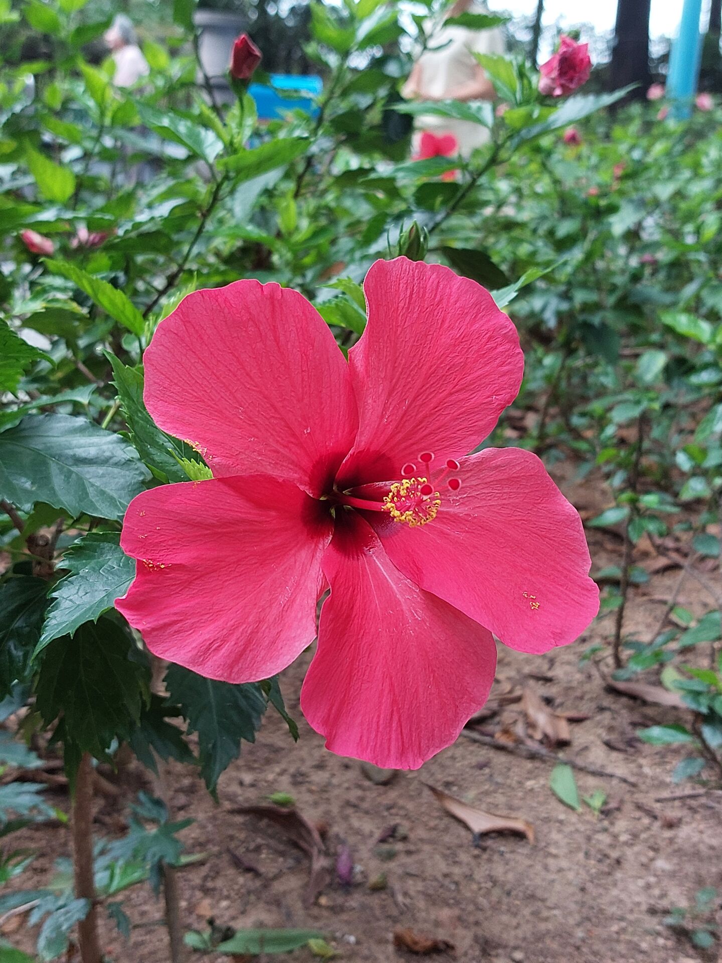 https://www.fa.gov.hk/朱槿(扶桑、大紅花)