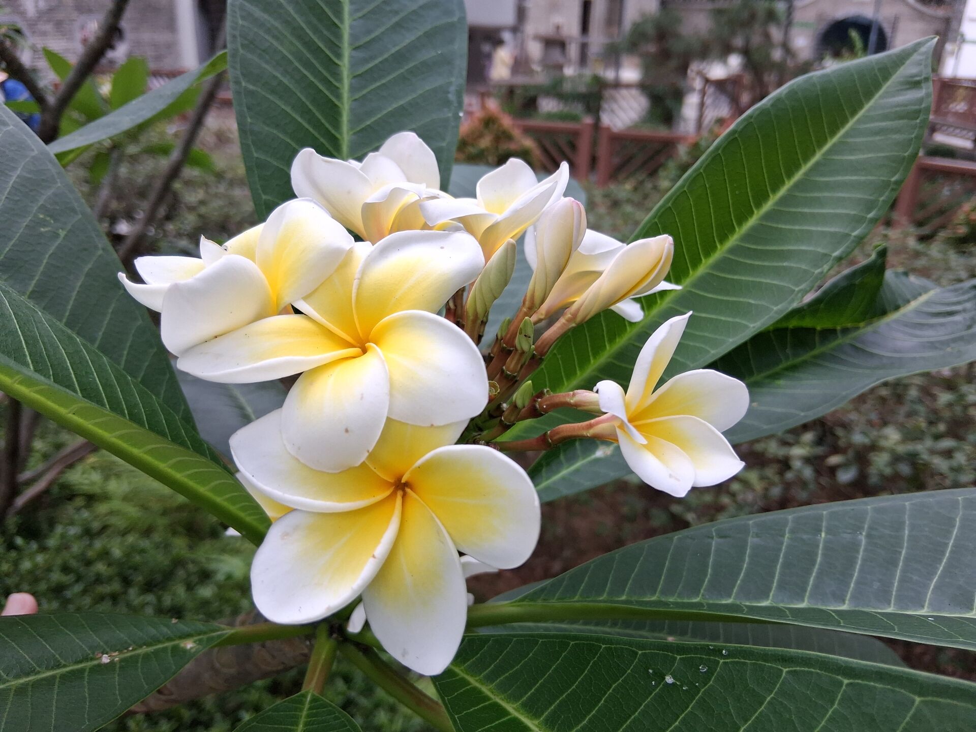 https://www.fa.gov.hk/雞蛋花