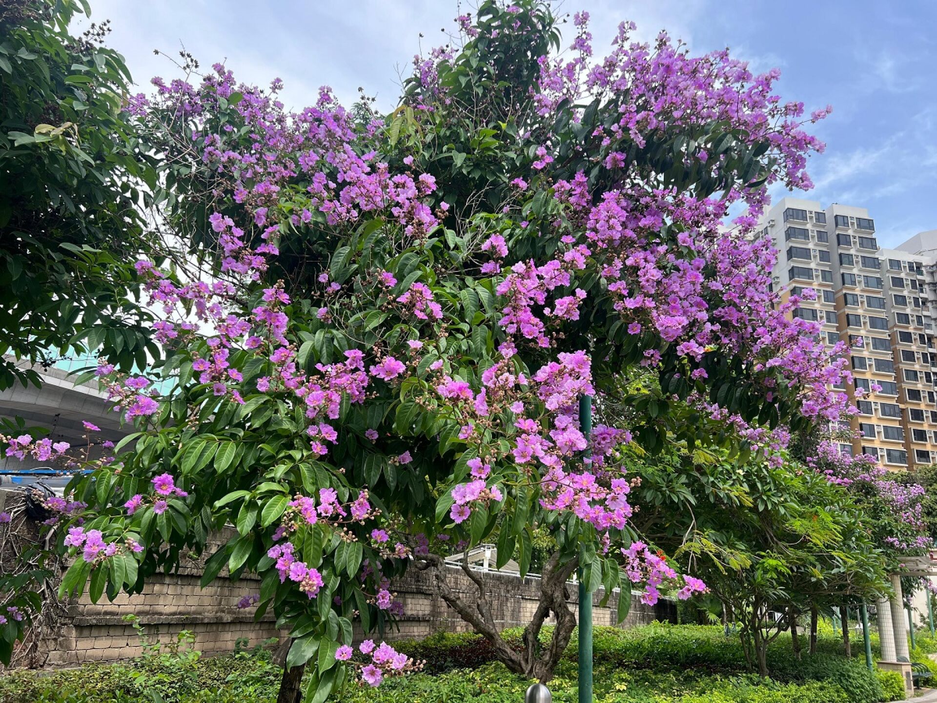https://www.fa.gov.hk/大花紫薇