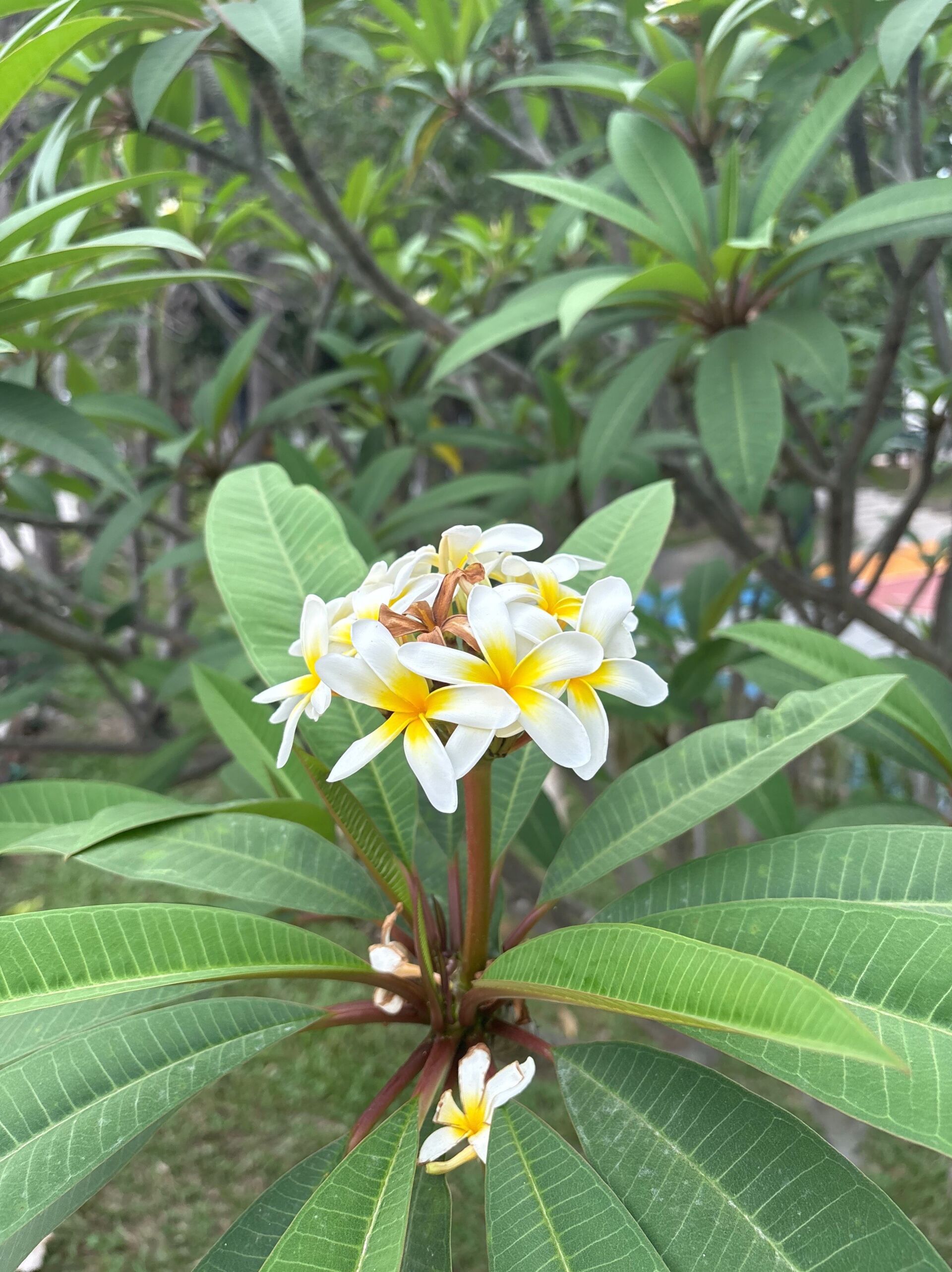 https://www.fa.gov.hk/雞蛋花