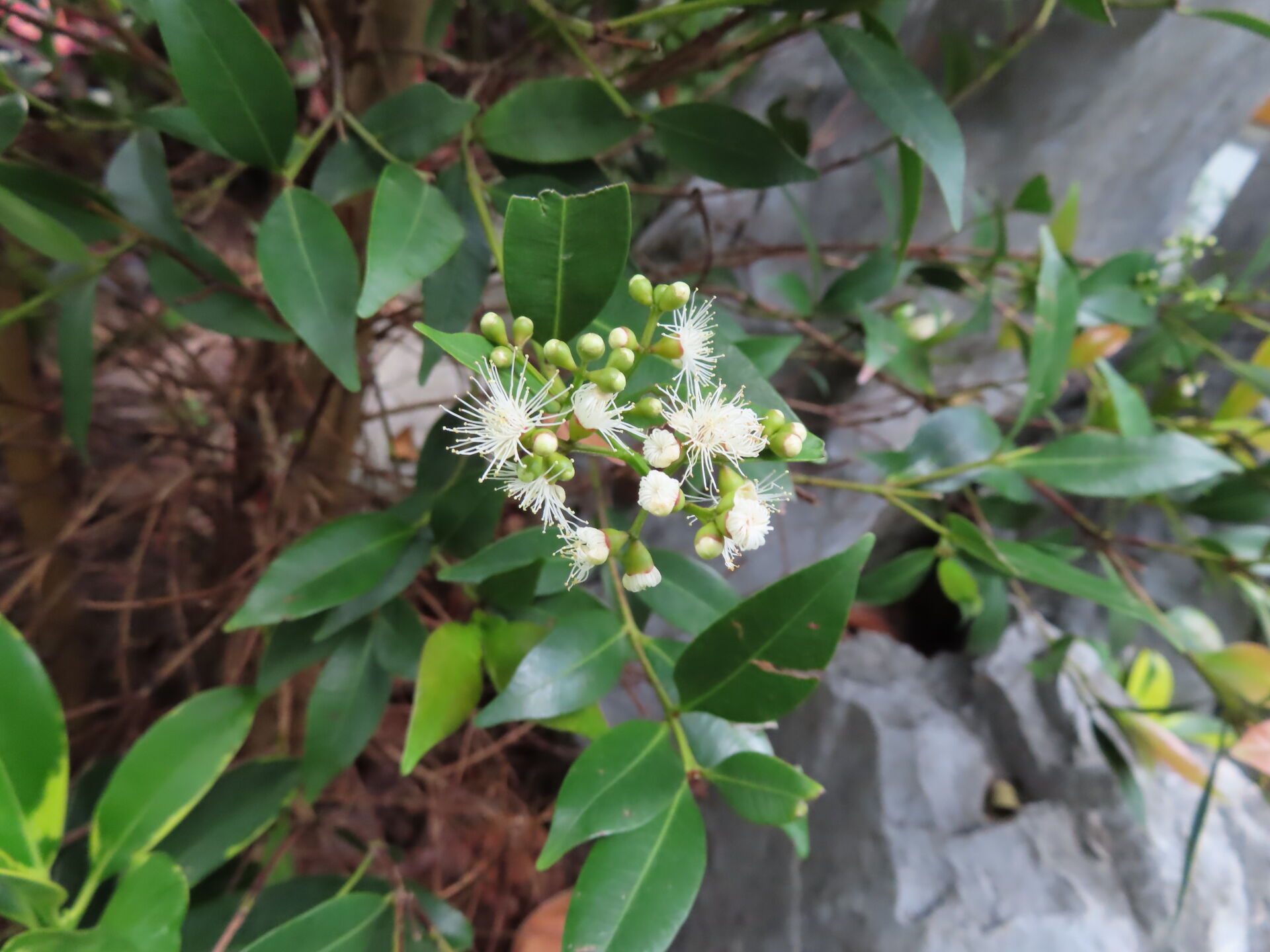 https://www.fa.gov.hk/紅芽赤楠