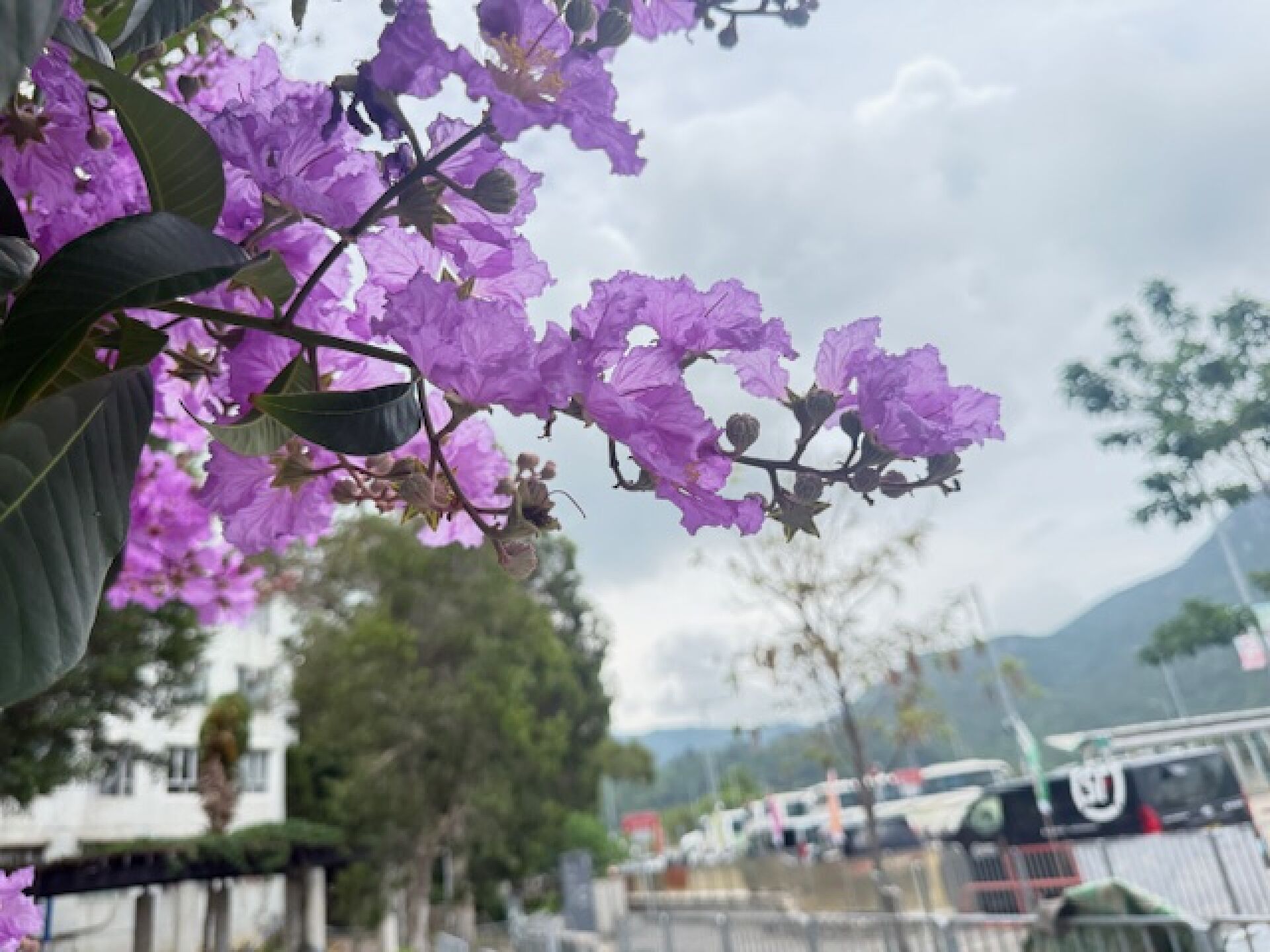 https://www.fa.gov.hk/大花紫薇